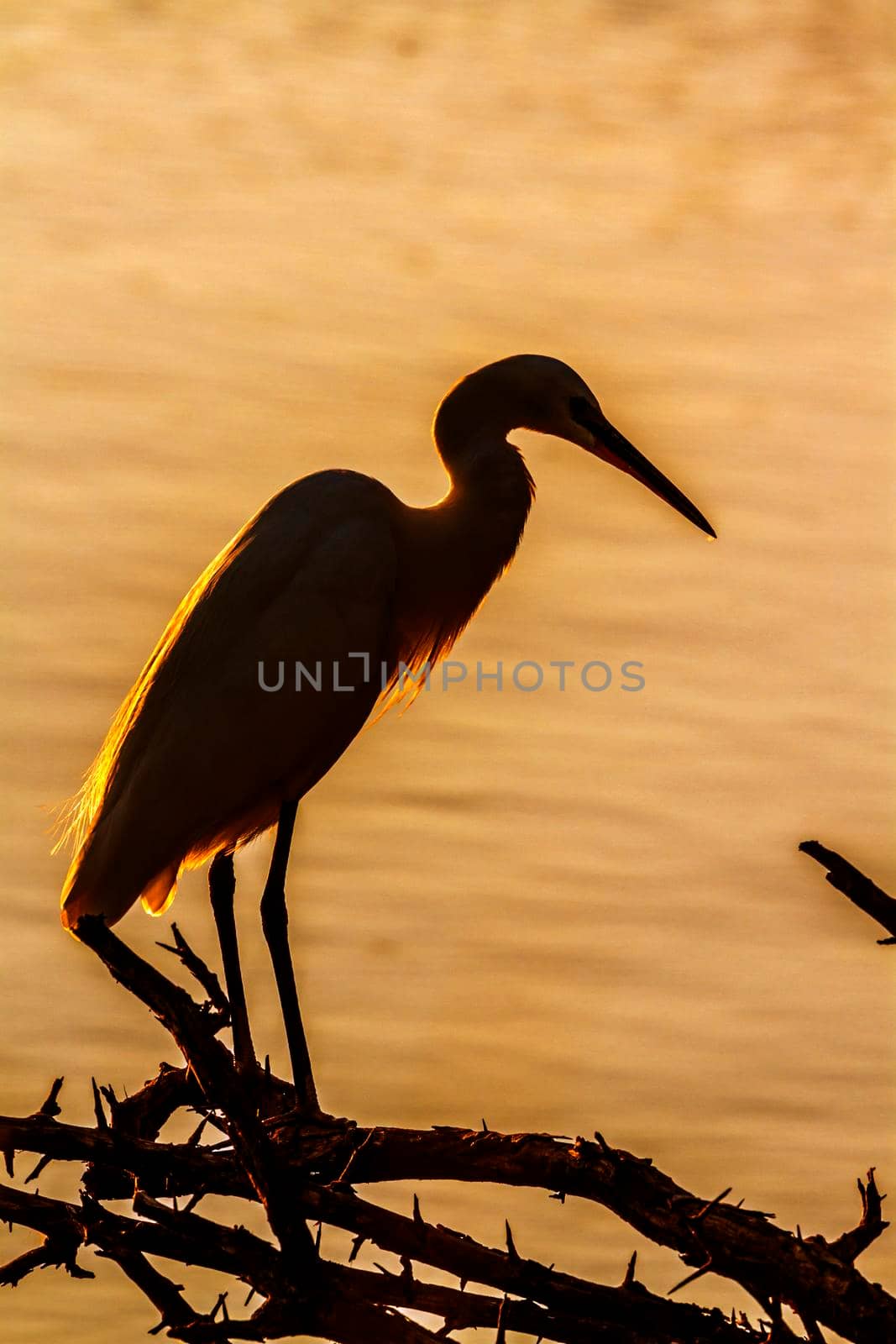 Little egret in Kruger National park, South Africa ; Specie Egretta garzetta family of Ardeidae 