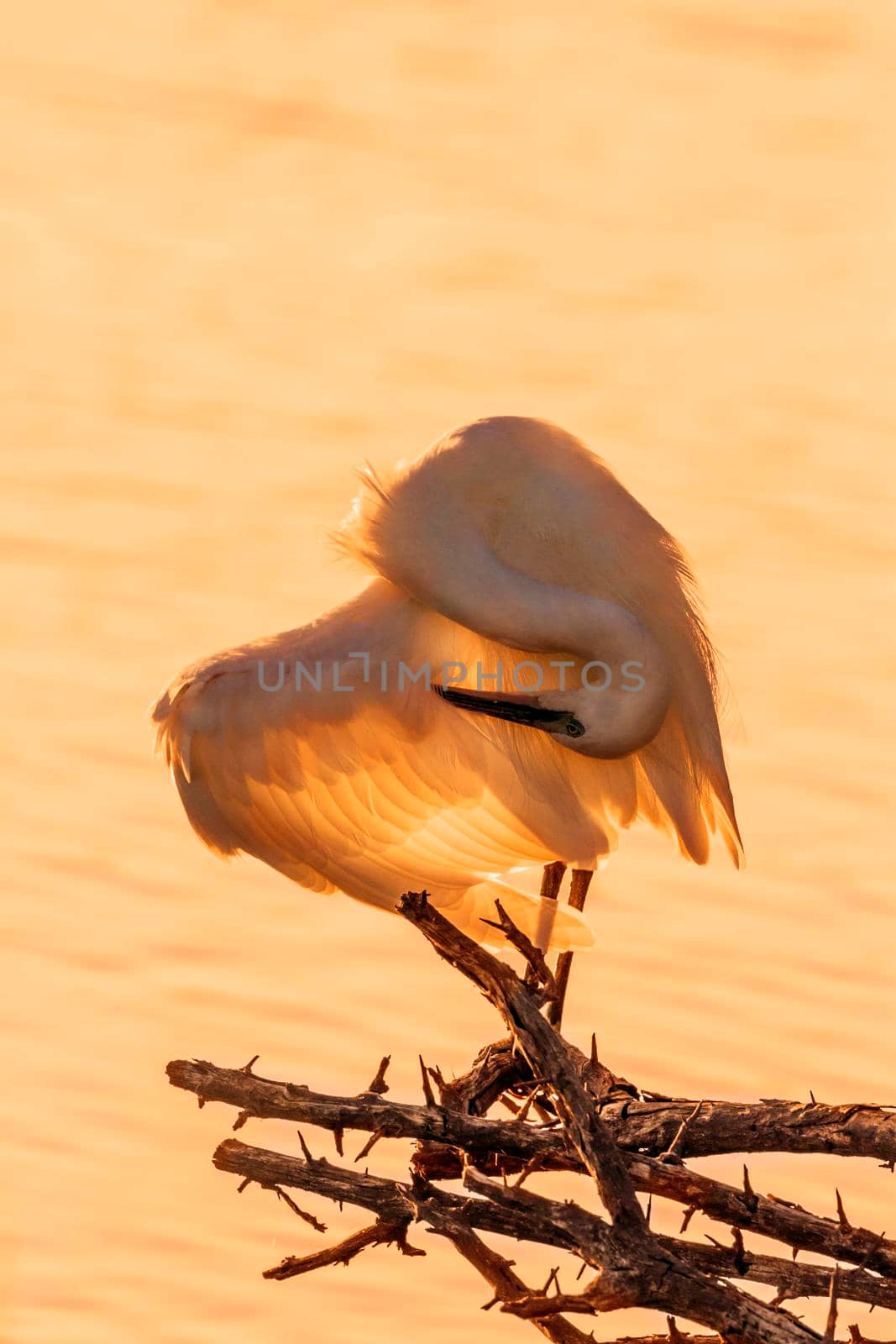 Little egret preening in backlit in Kruger National park, South Africa ; Specie Egretta garzetta family of Ardeidae 