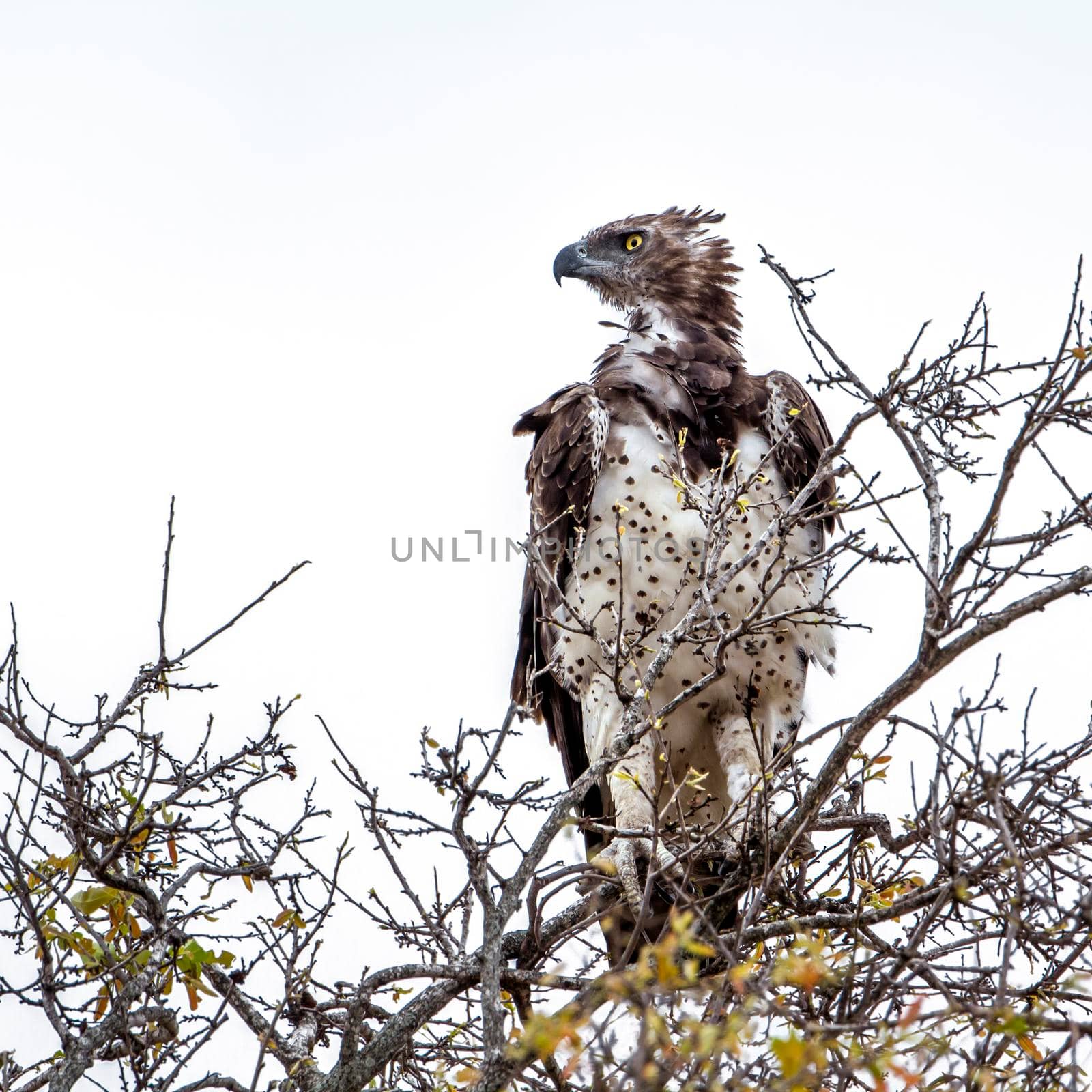 Martial Eagle in Kruger National park by PACOCOMO