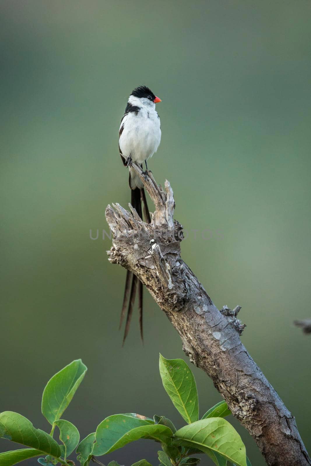 Pin-tailed Whydah in Kruger National park, South Africa ; Specie Vidua macroura family of Viduidae