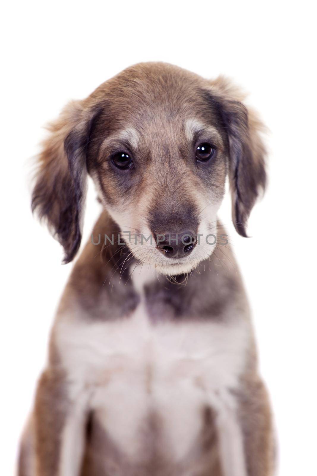 Tazy - Kazakh greyhound, 2 mounth old puppy, isolated on white