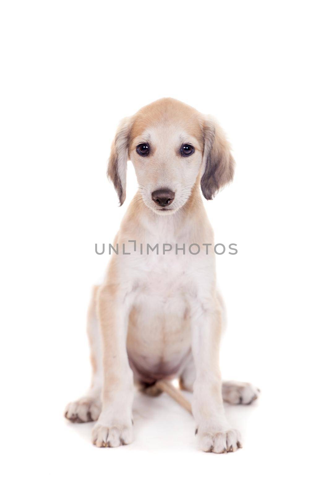 Tazy - Kazakh greyhound, 2 mounth old puppy, isolated on white