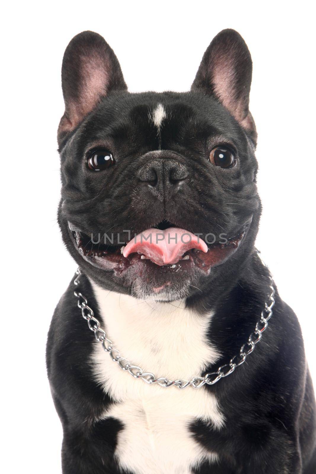 French bulldog puppy, 3,5 mounth, isolated on white background