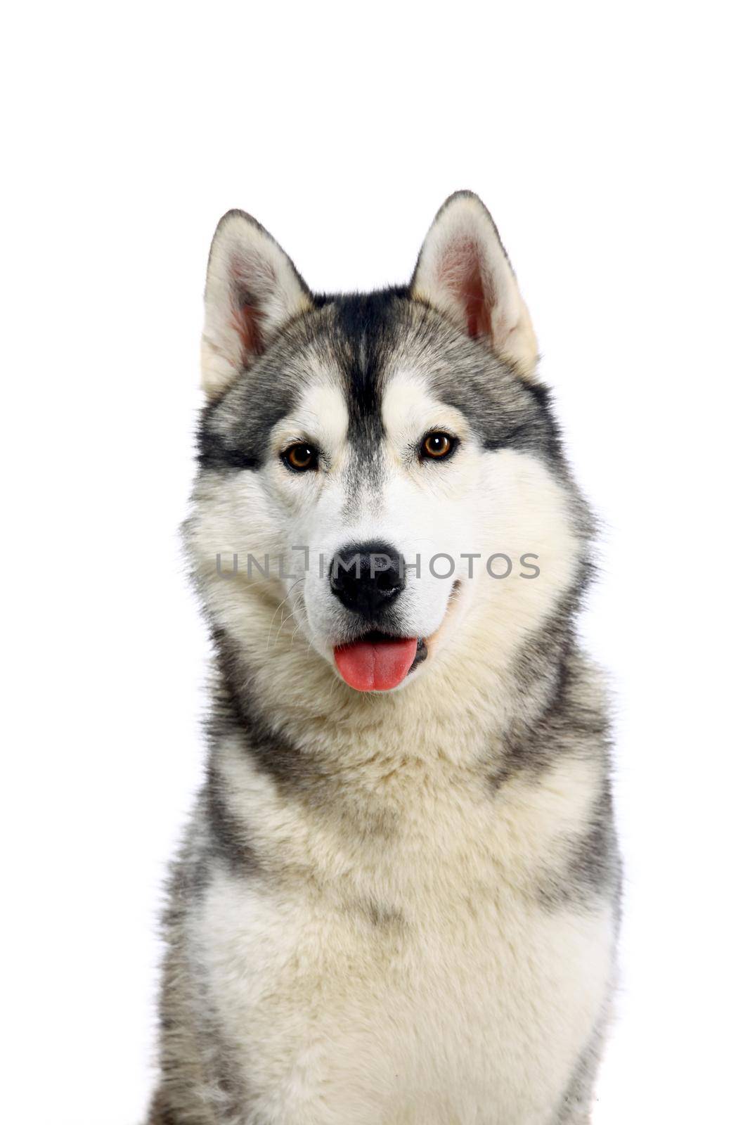 Siberian Husky isolated on the white background