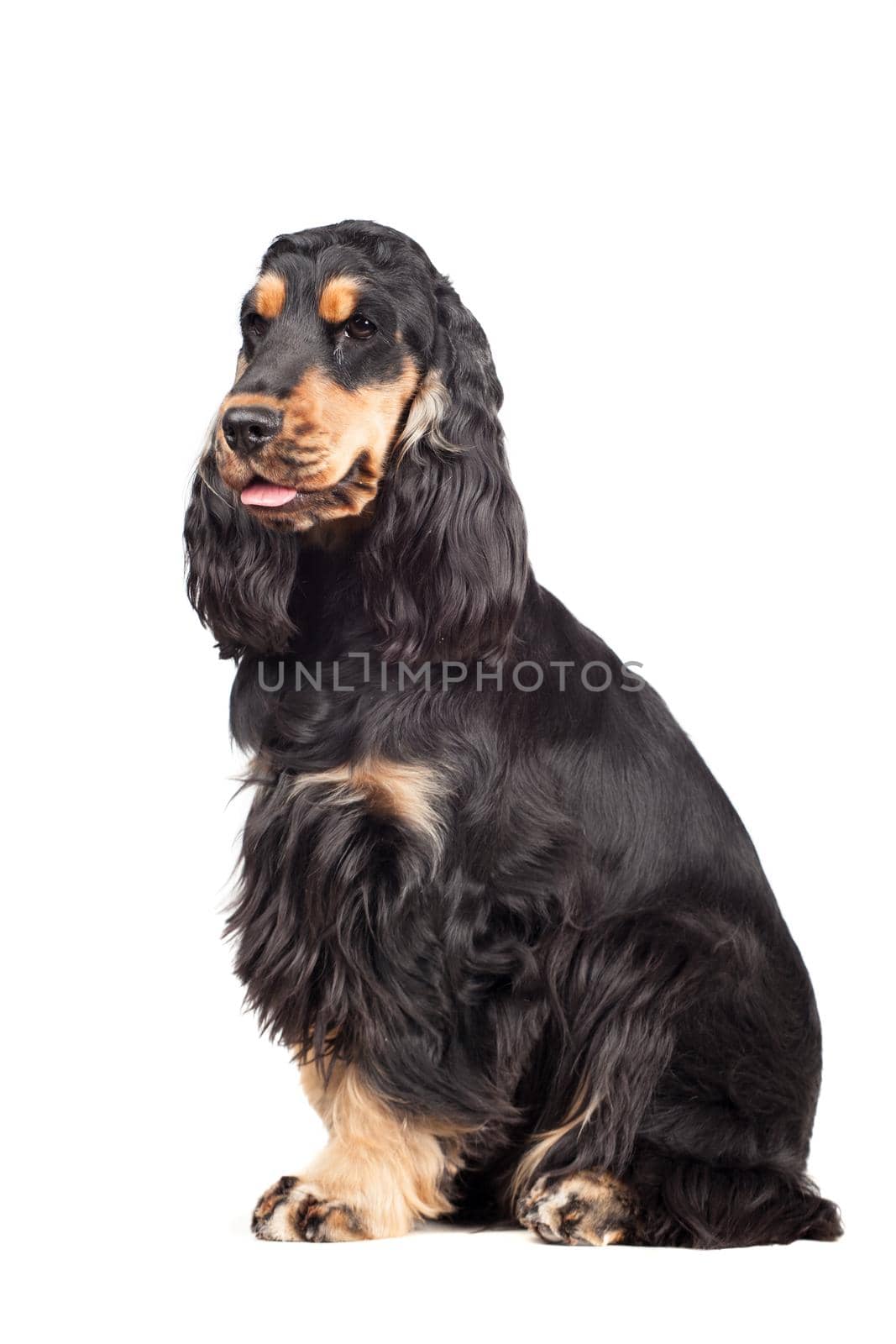 Purebred english cocker spaniel on white by RosaJay