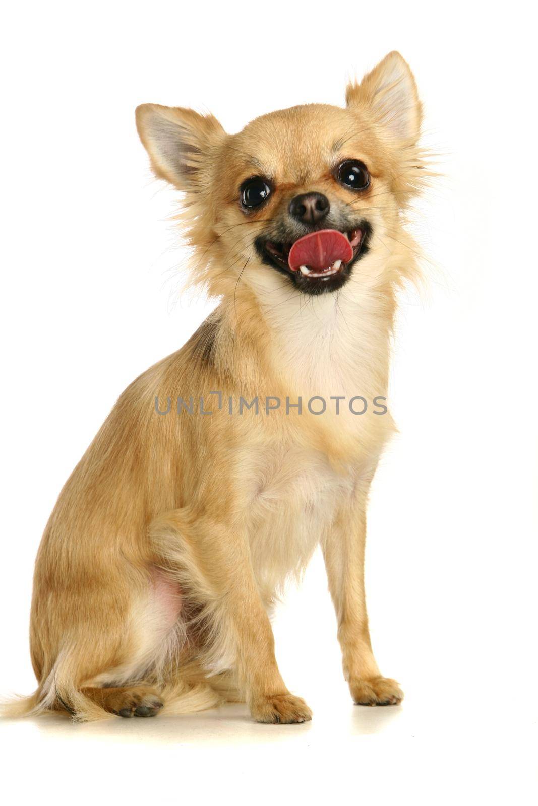 Small chihuahua isolated on the white background