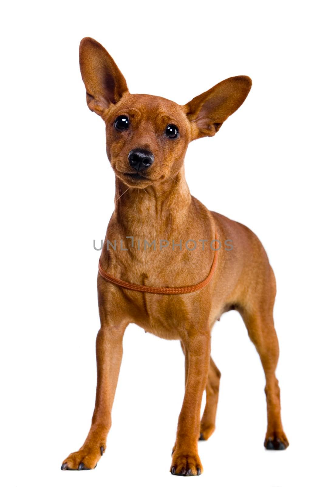 Dwarfish pinscher costs on white by RosaJay