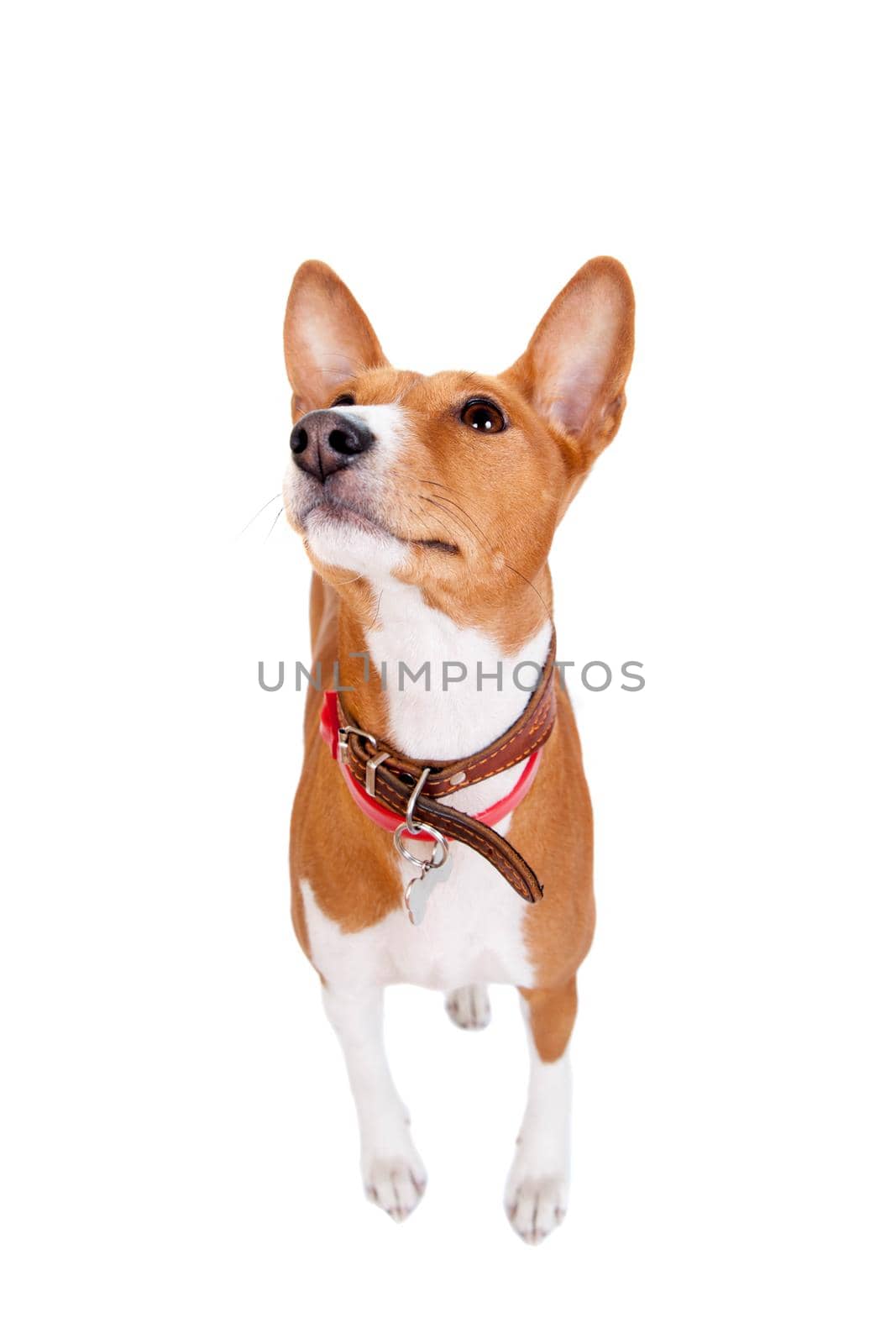 Basenji dog, 2 years old, isolated on white background