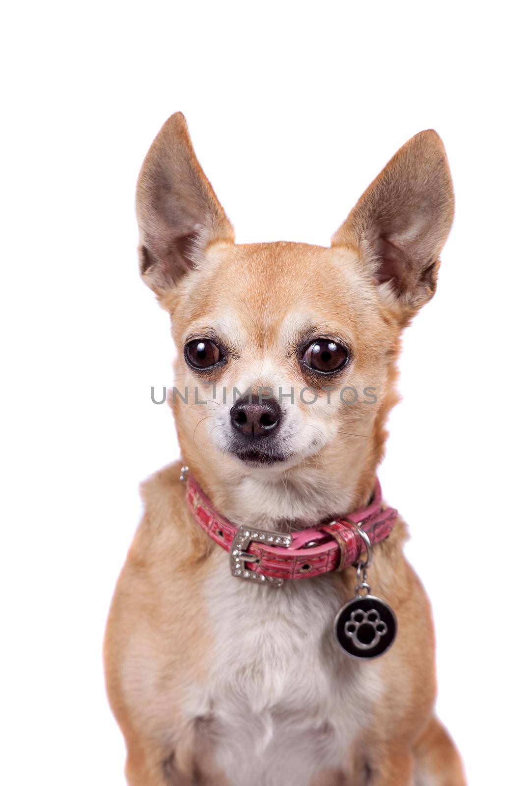 Chihuahua, 9 years old, on the white background by RosaJay