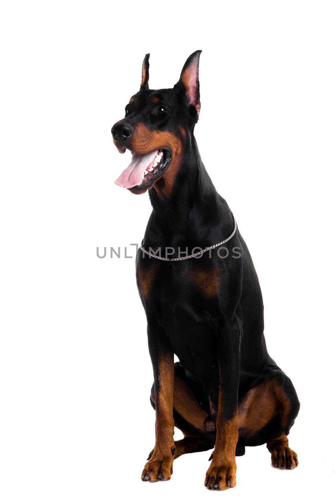 Portrait of black doberman on white by RosaJay