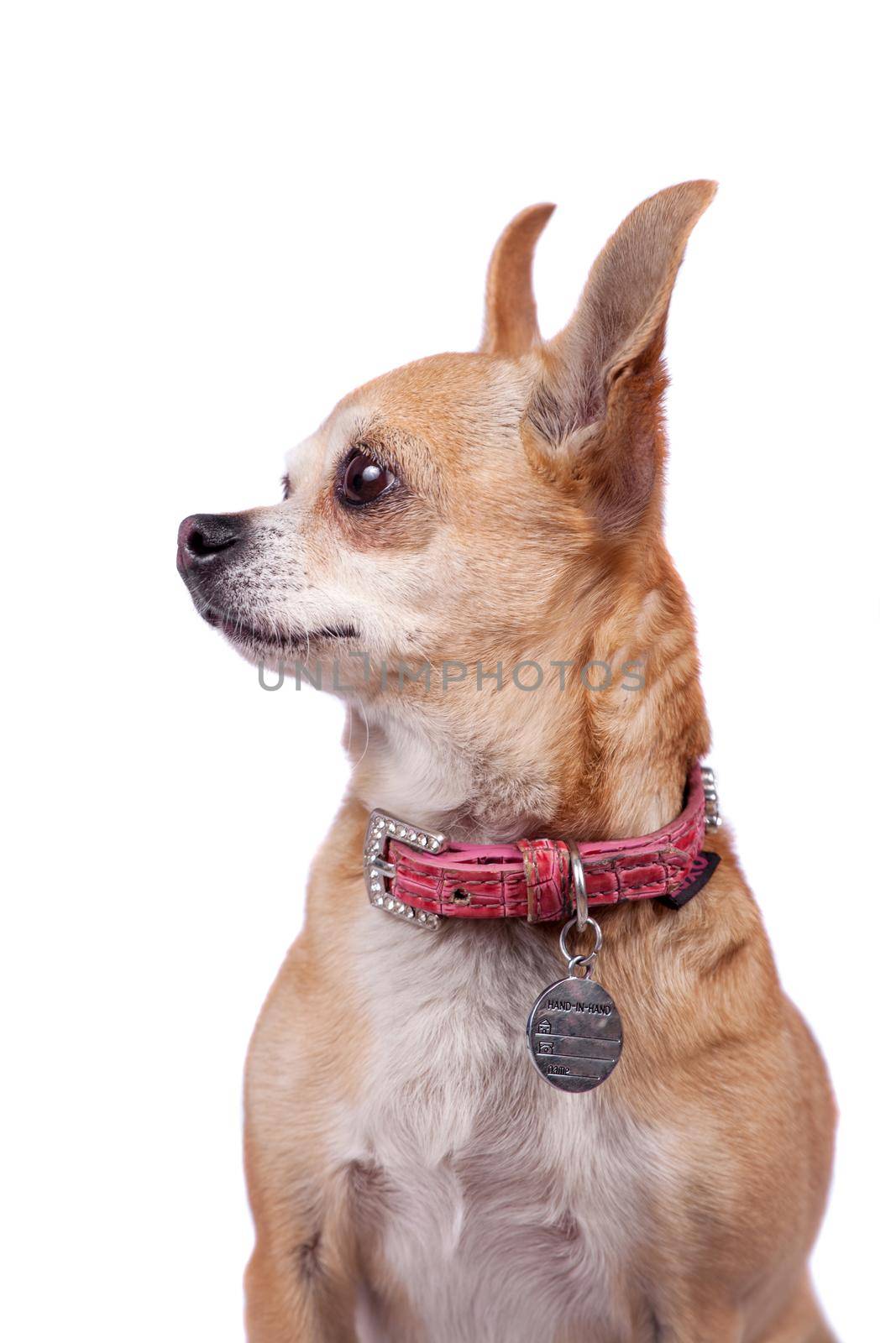 Chihuahua, 9 years old, on the white background by RosaJay