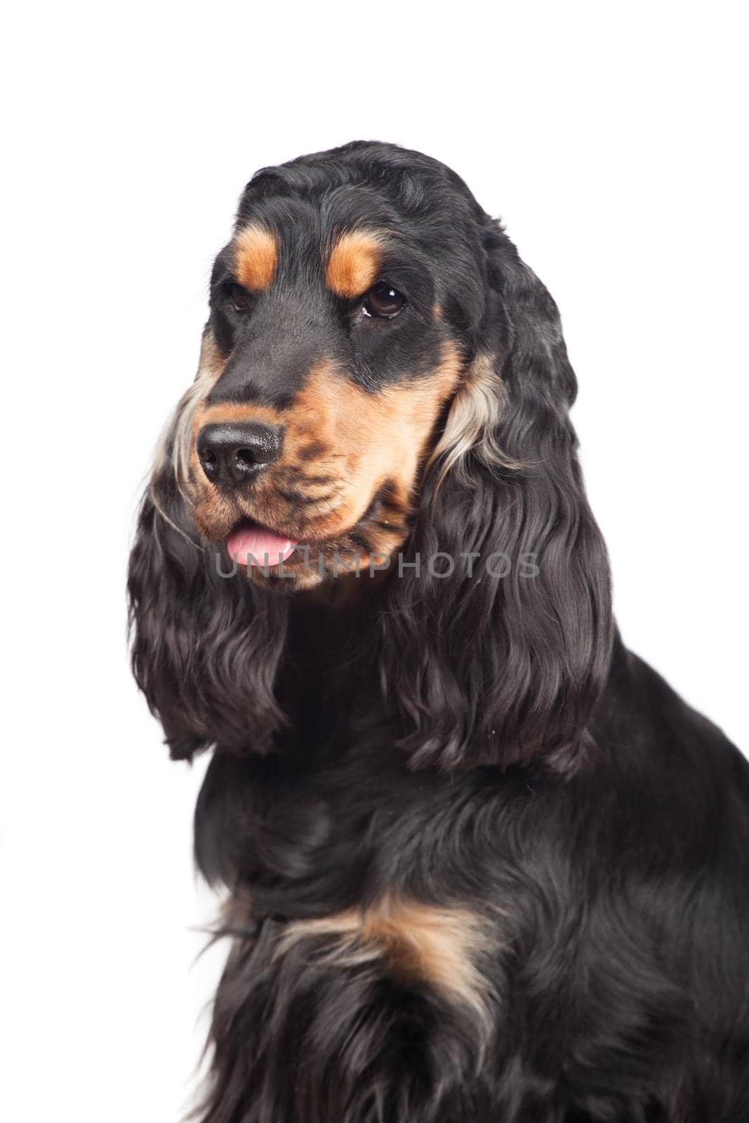 Purebred english cocker spaniel on white by RosaJay