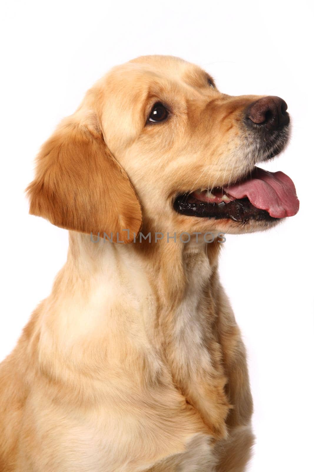 Golden retriever isolated in front of a white background