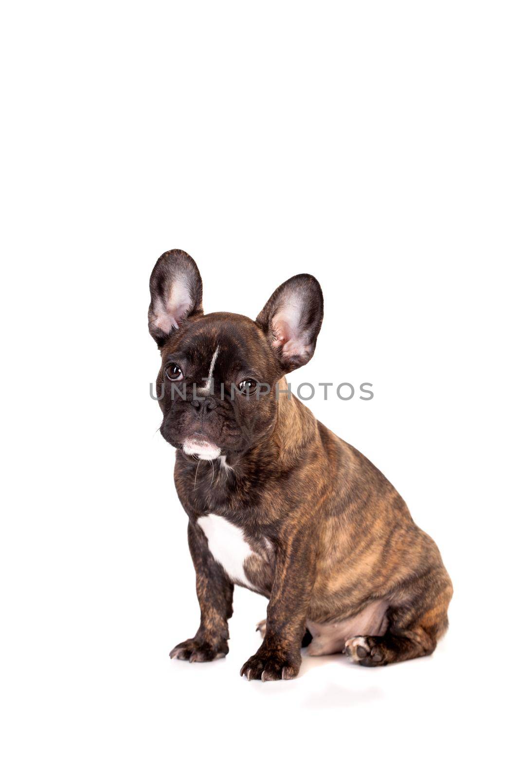 French bulldog puppy on white by RosaJay