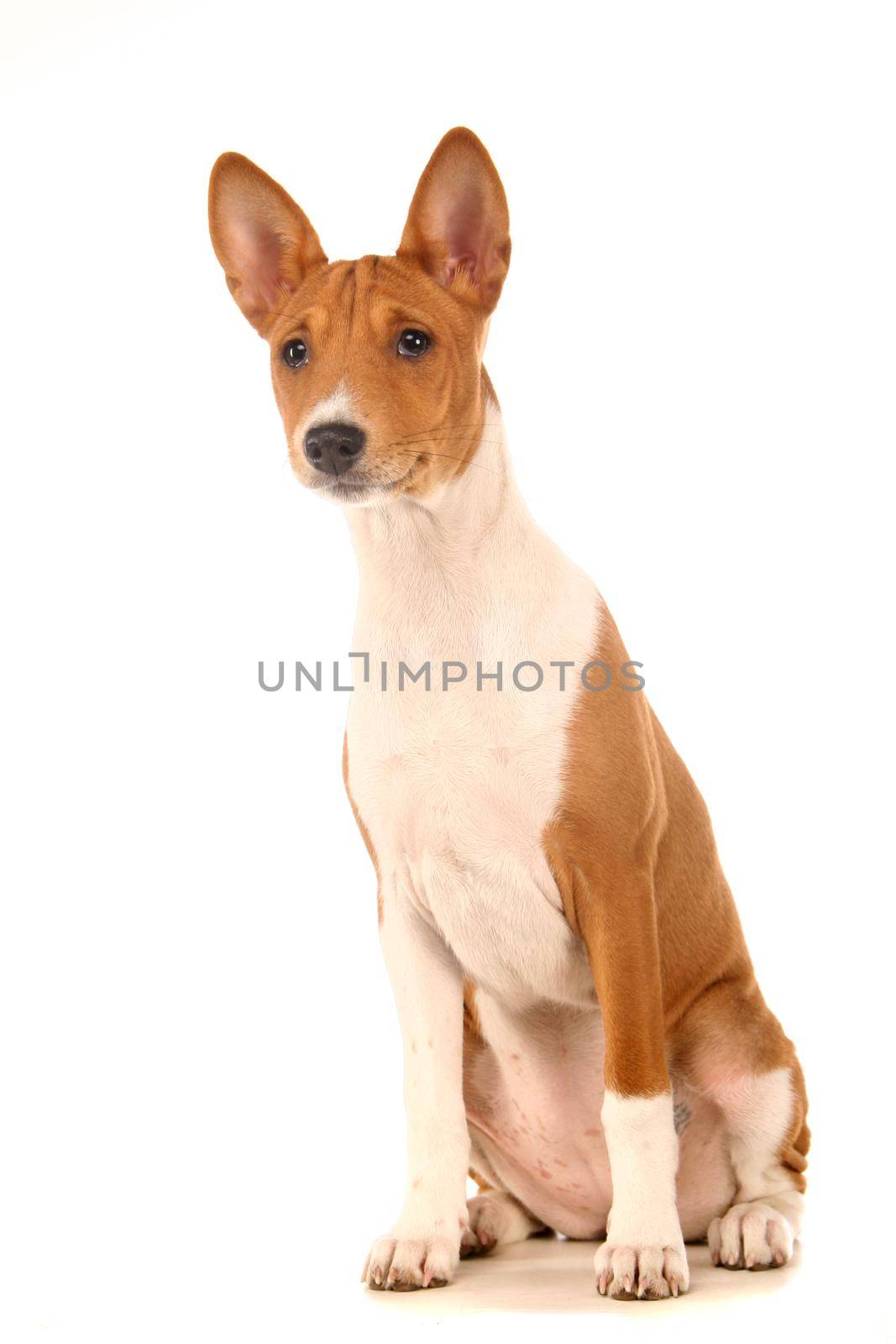 Little Basenji puppy, 2 month, on the white background