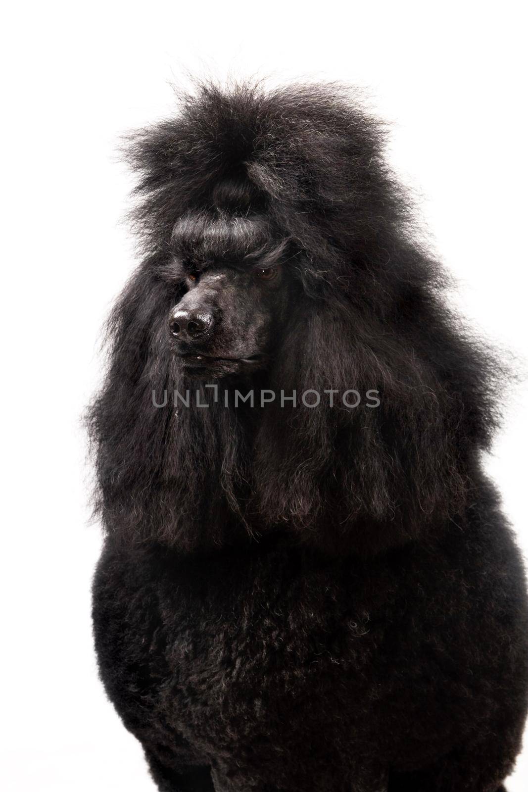 Black Royal poodle isolated on the white background