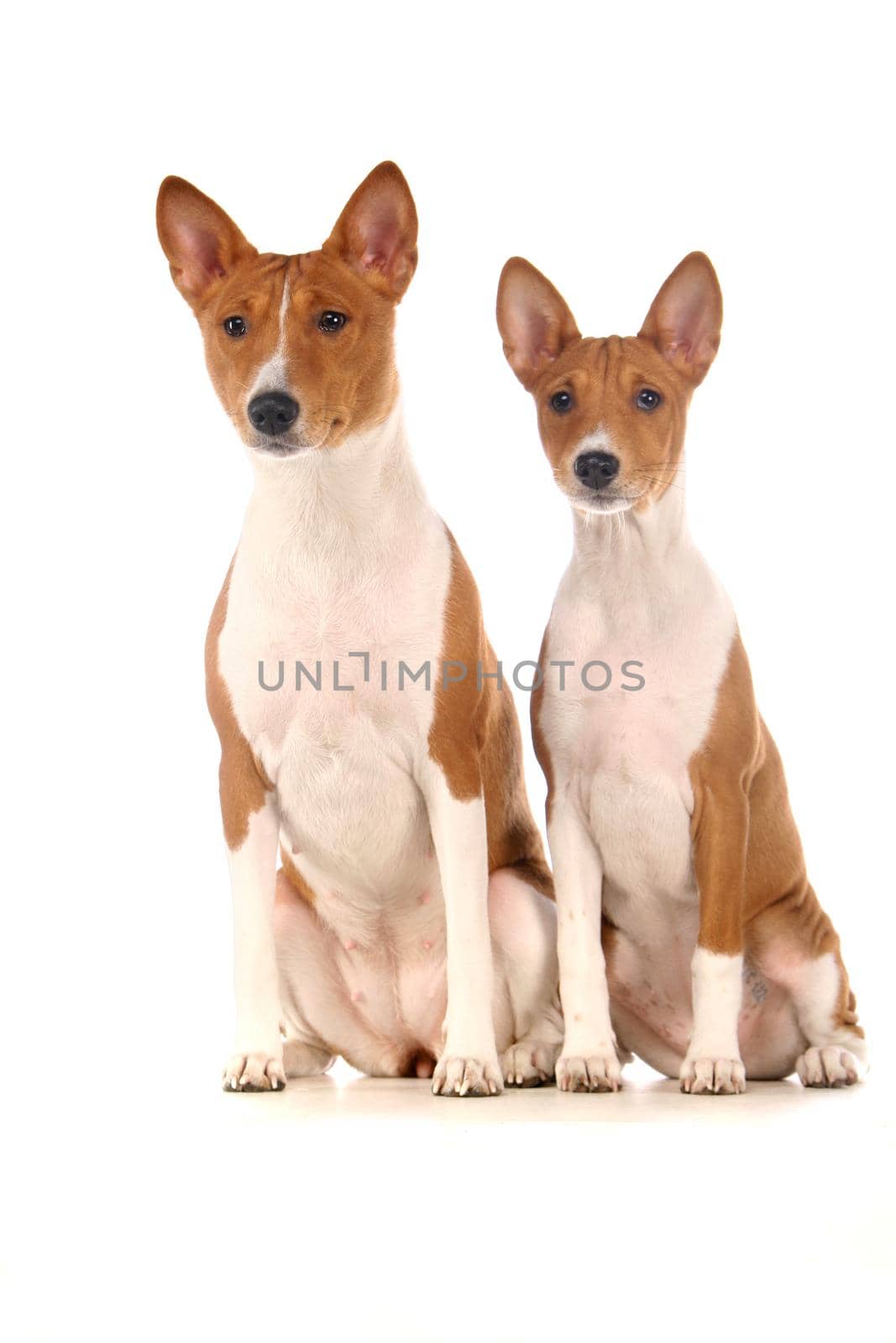 Two Basenjis isolated on the white background