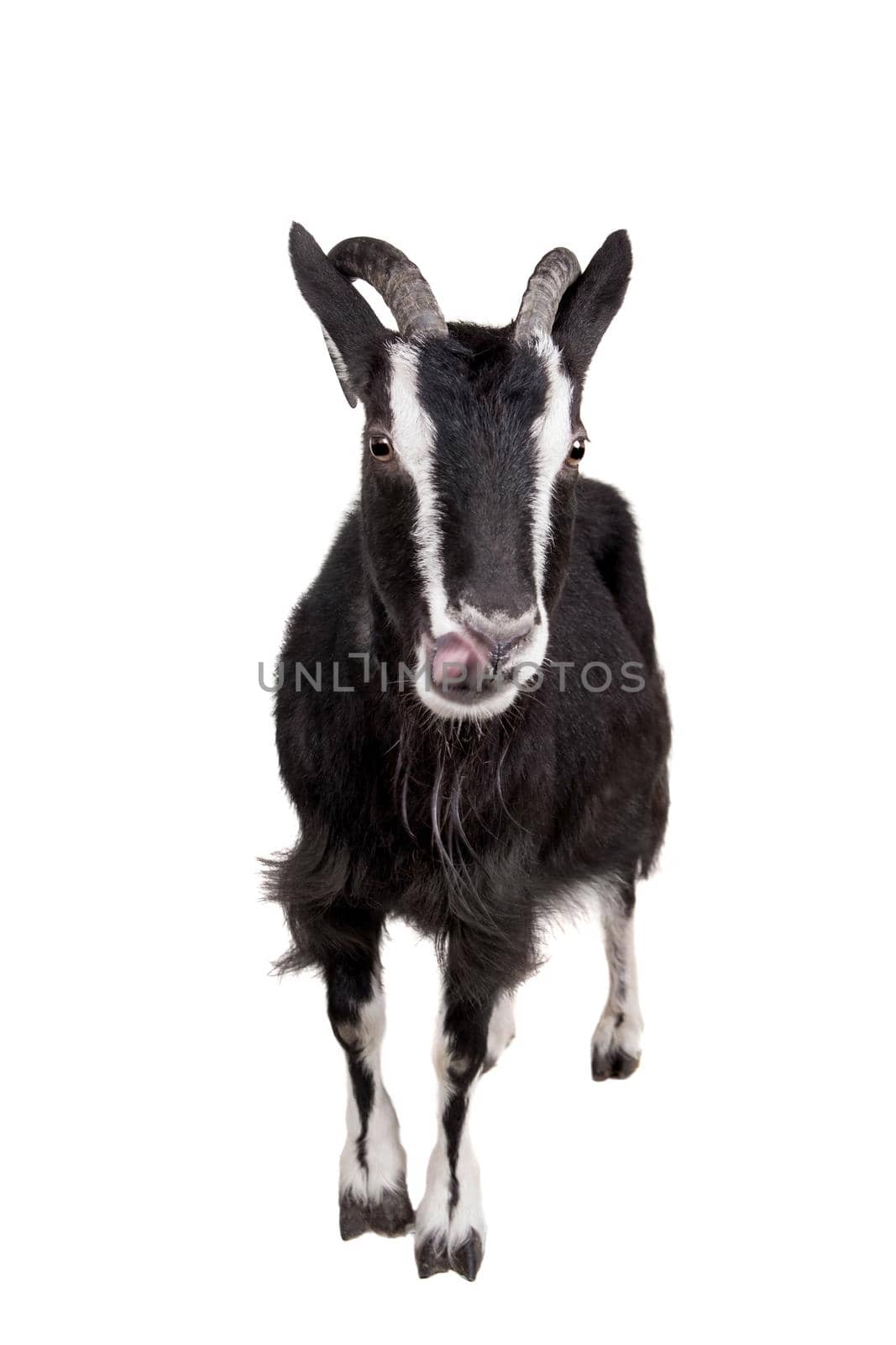 Toggenburg goat isolated on the white background