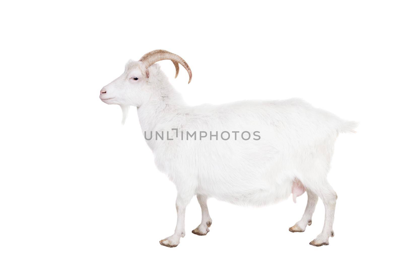 Goat standing up isolated on a white background