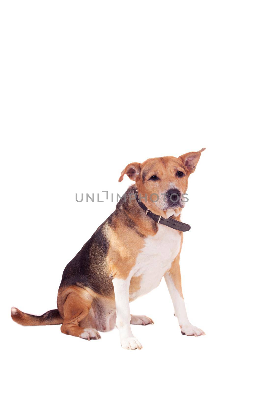 Mixed breed dog, half russian hound and Pit bull isolated on the white background