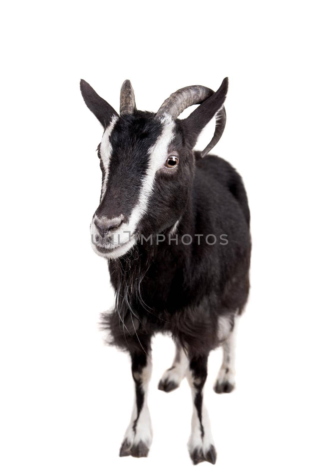 Toggenburg goat isolated on the white background