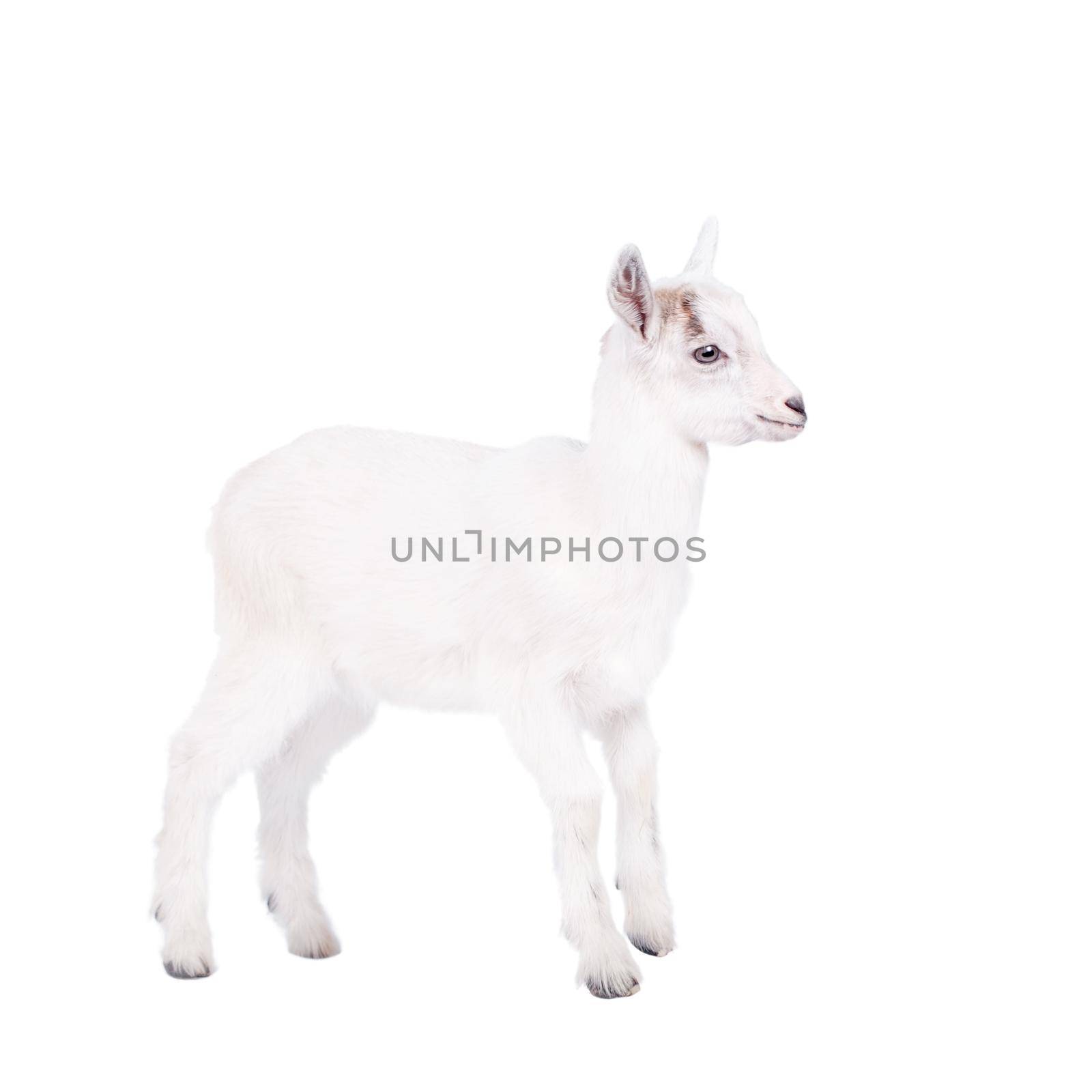 The goatling isolated on white by RosaJay