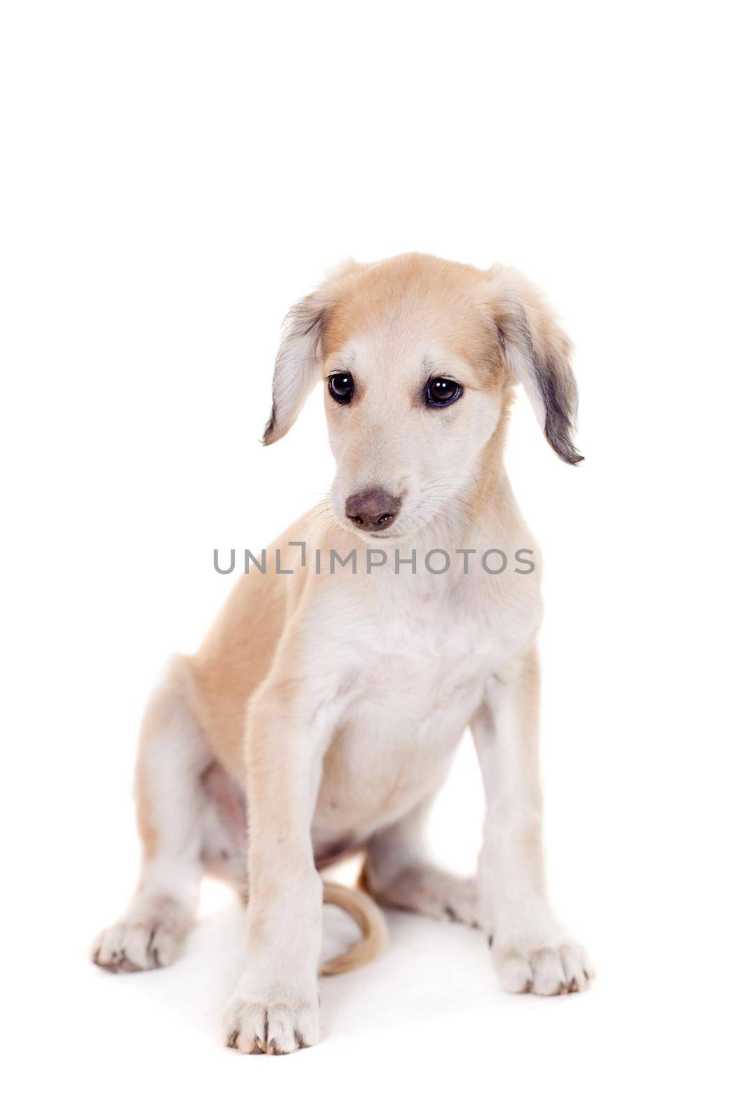 Tazy - Kazakh greyhound, 2 mounth old puppy, isolated on white