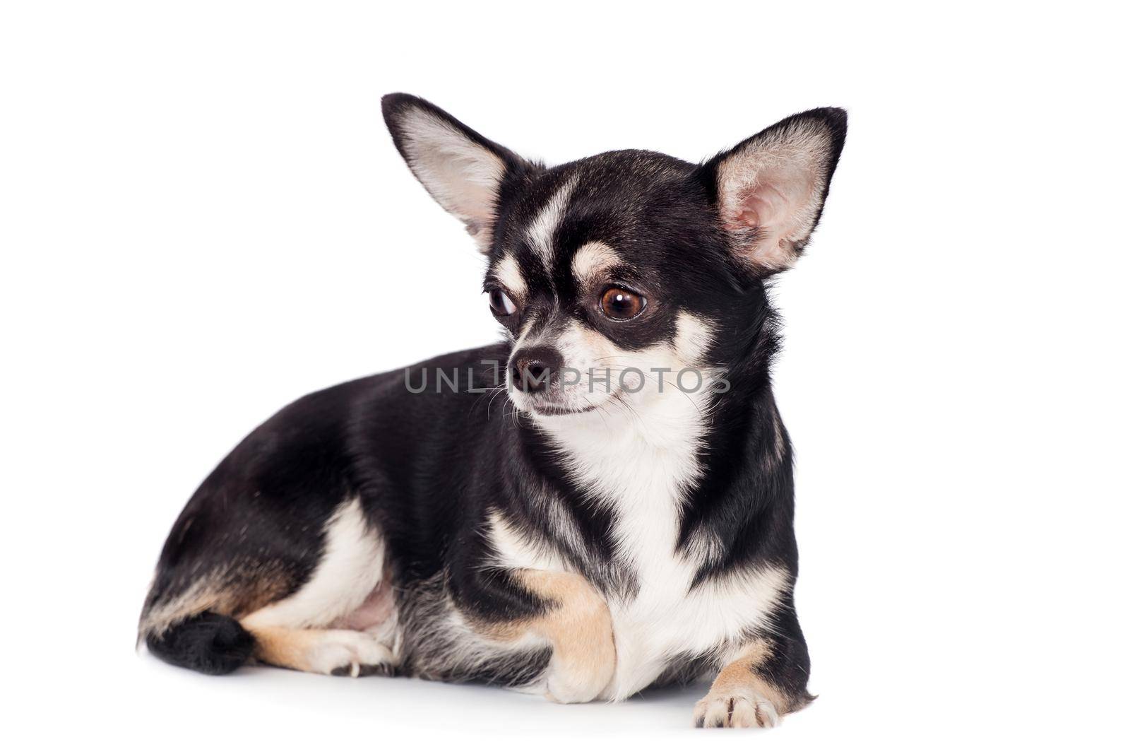 Chihuahua, 2 years old, sitting and looking at camera against white background