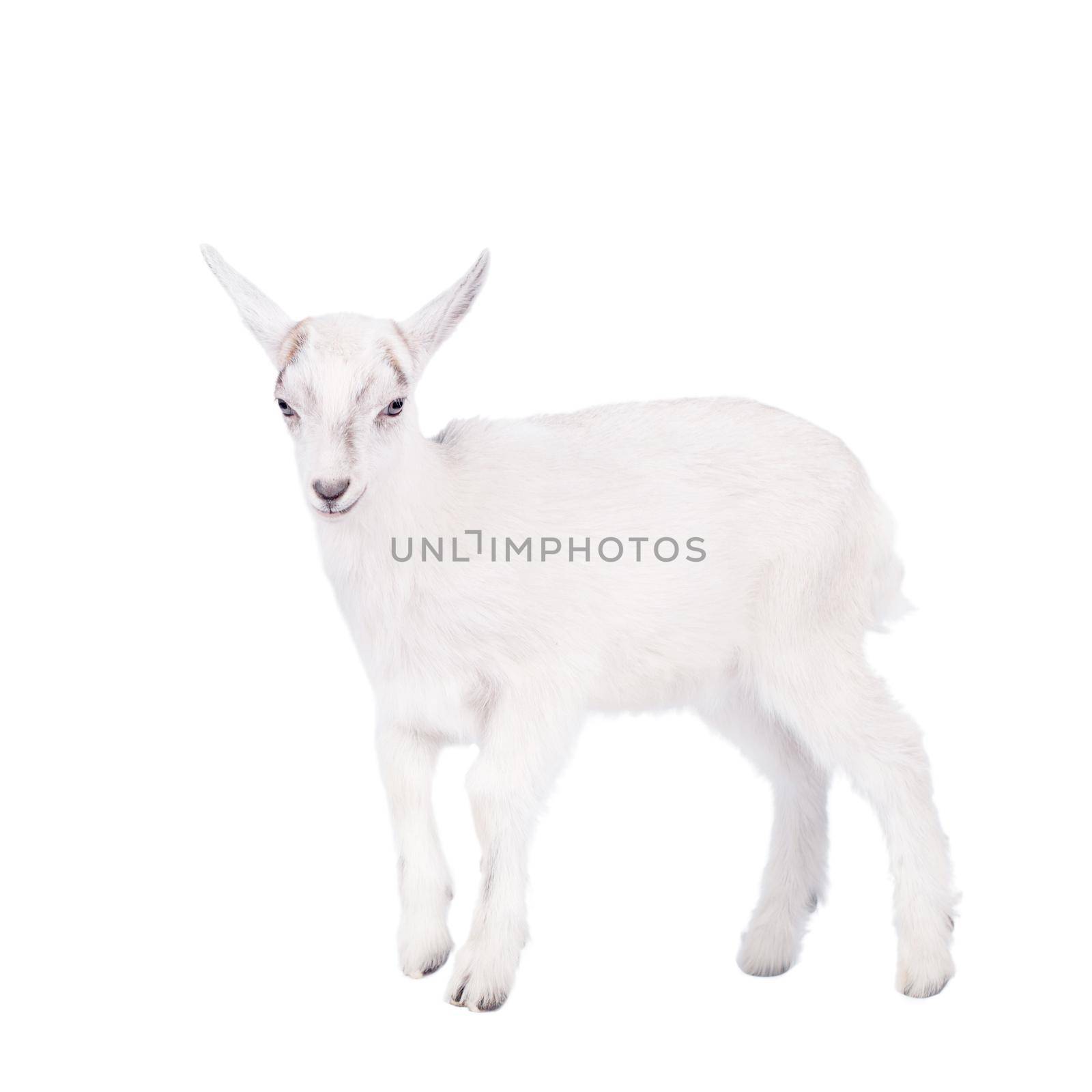 Little white goatling isolated on white background