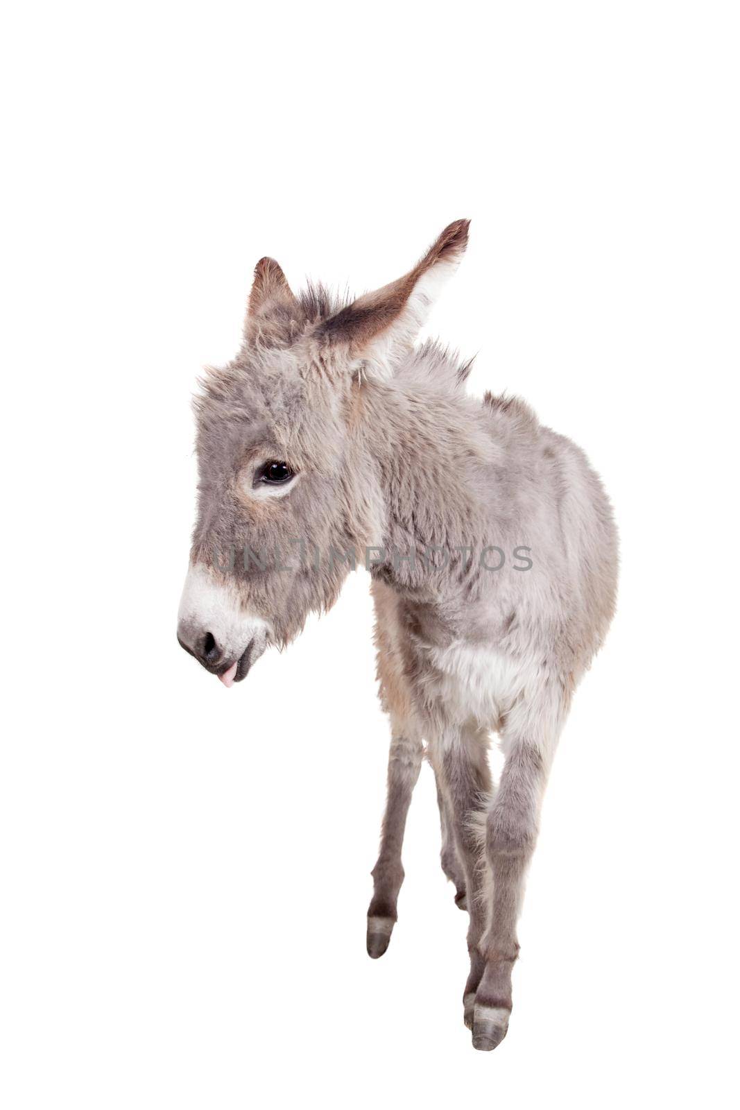 Pretty Donkey isolated on the white background