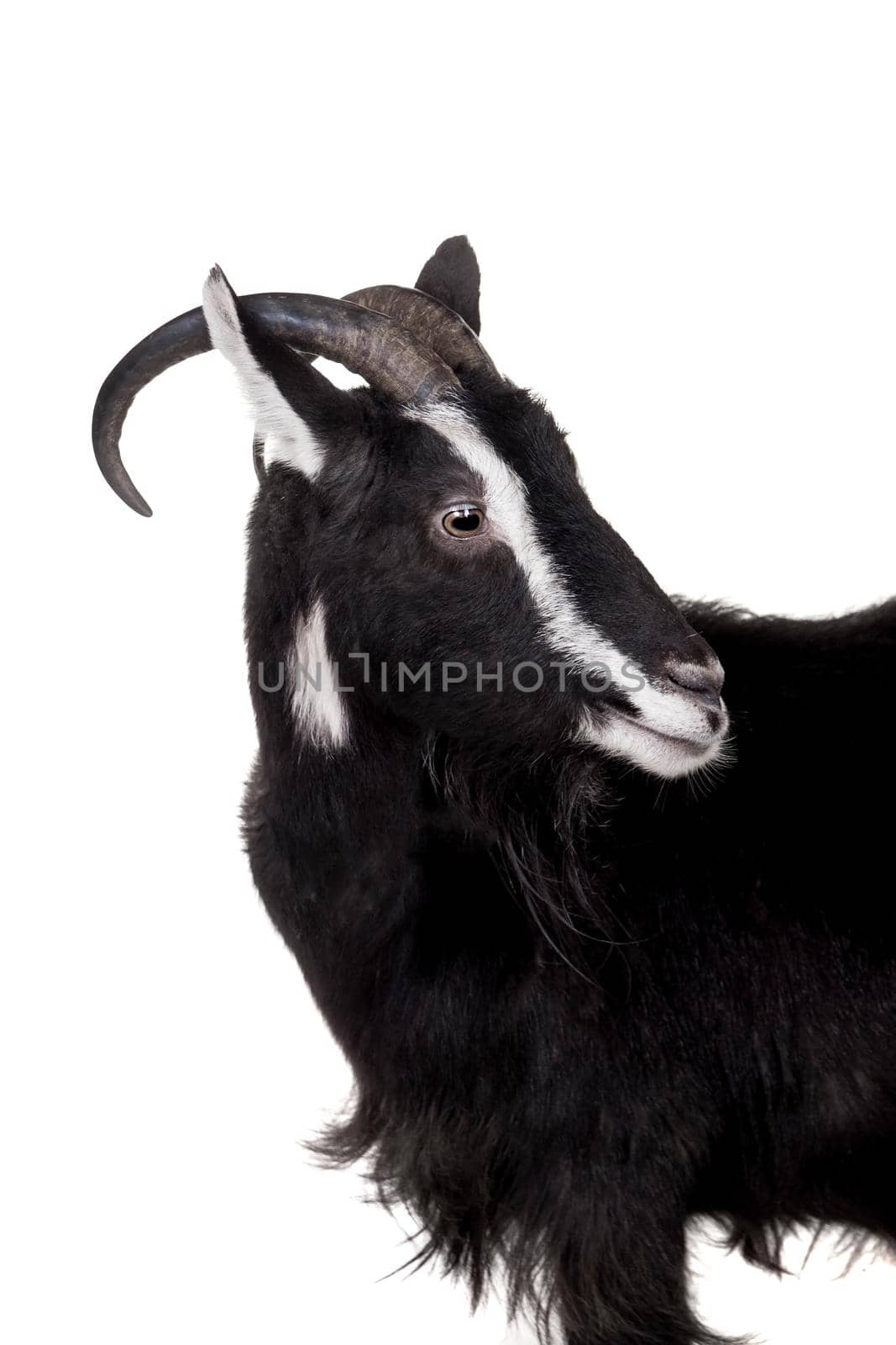 Toggenburg goat isolated on the white background