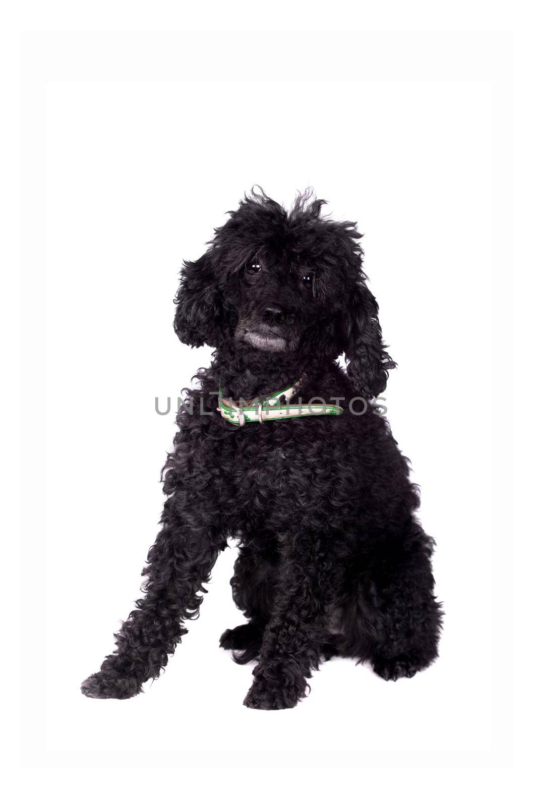 Black poodle dog isolated on white background