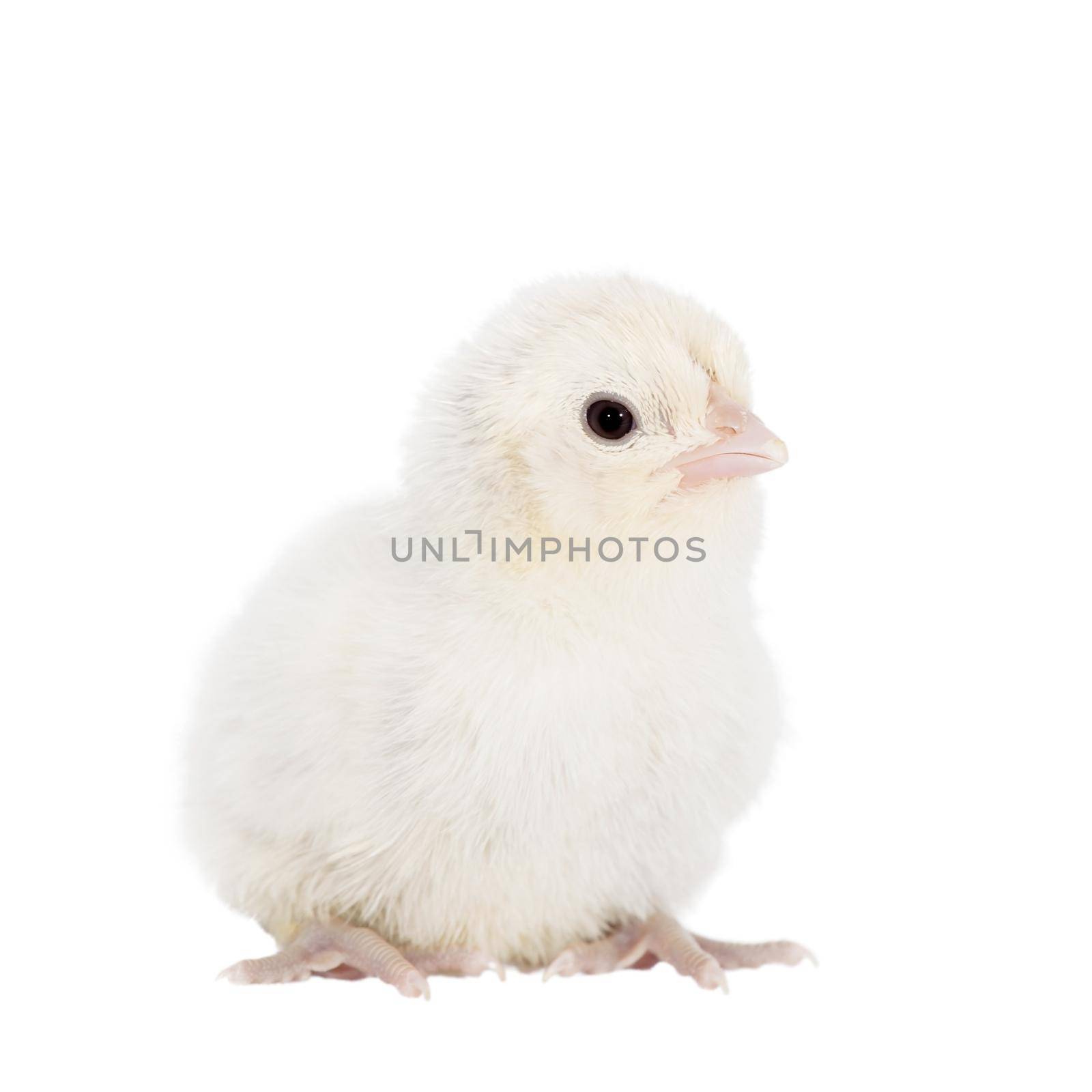 Cute little chicken isolated on white background