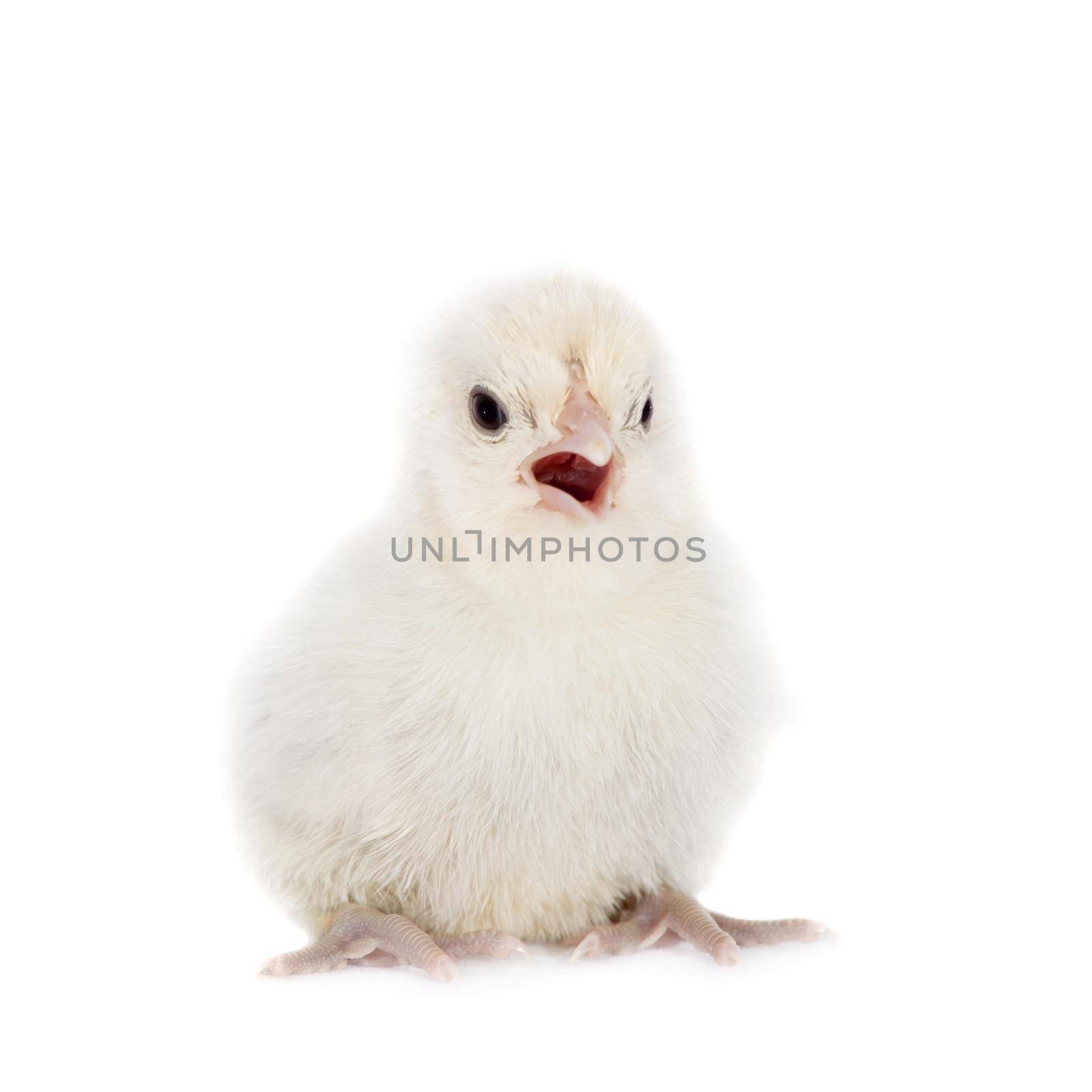 Cute little chicken on white by RosaJay