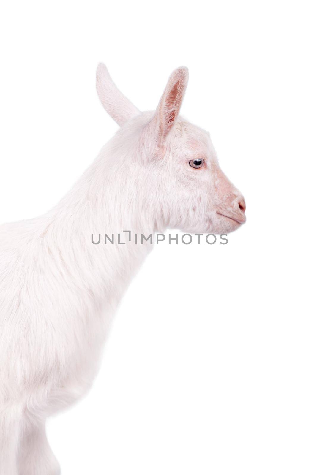 The goatling isolated on white by RosaJay