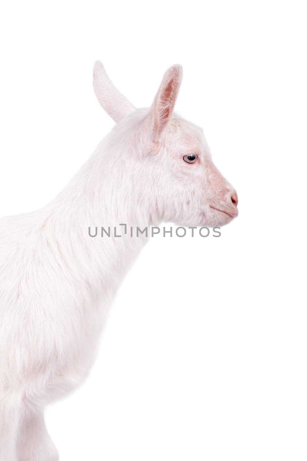 Little white goatling isolated on white background