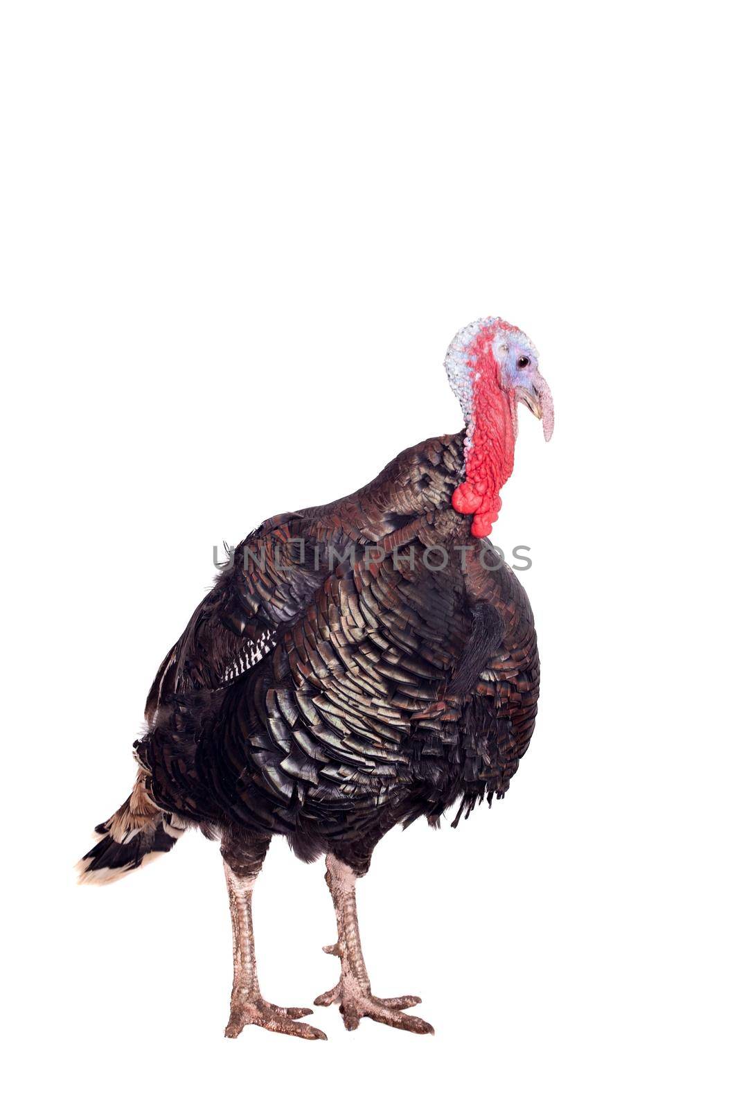 Turkey male isolated on the white background