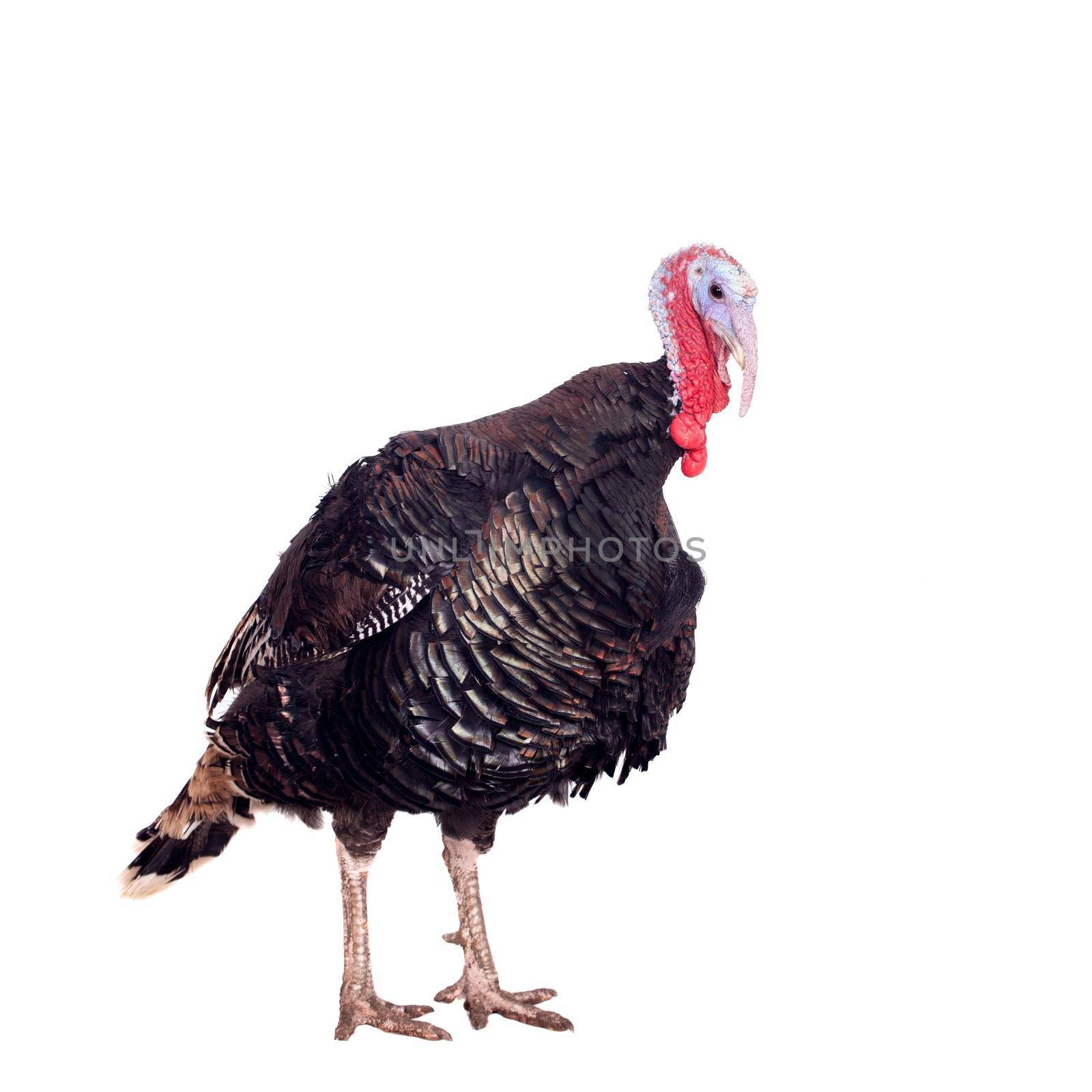 Turkey male isolated on the white background