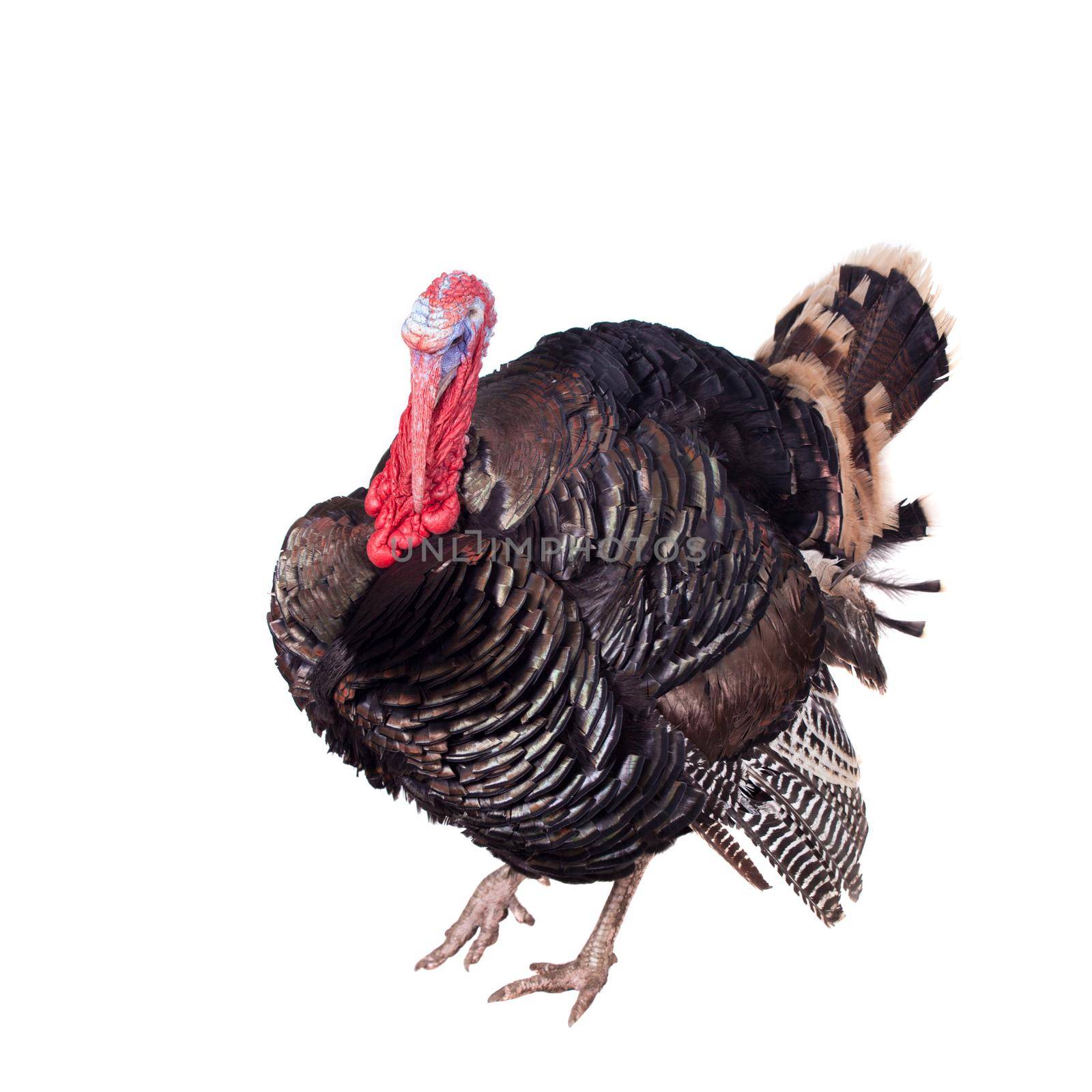 Turkey male isolated on the white background