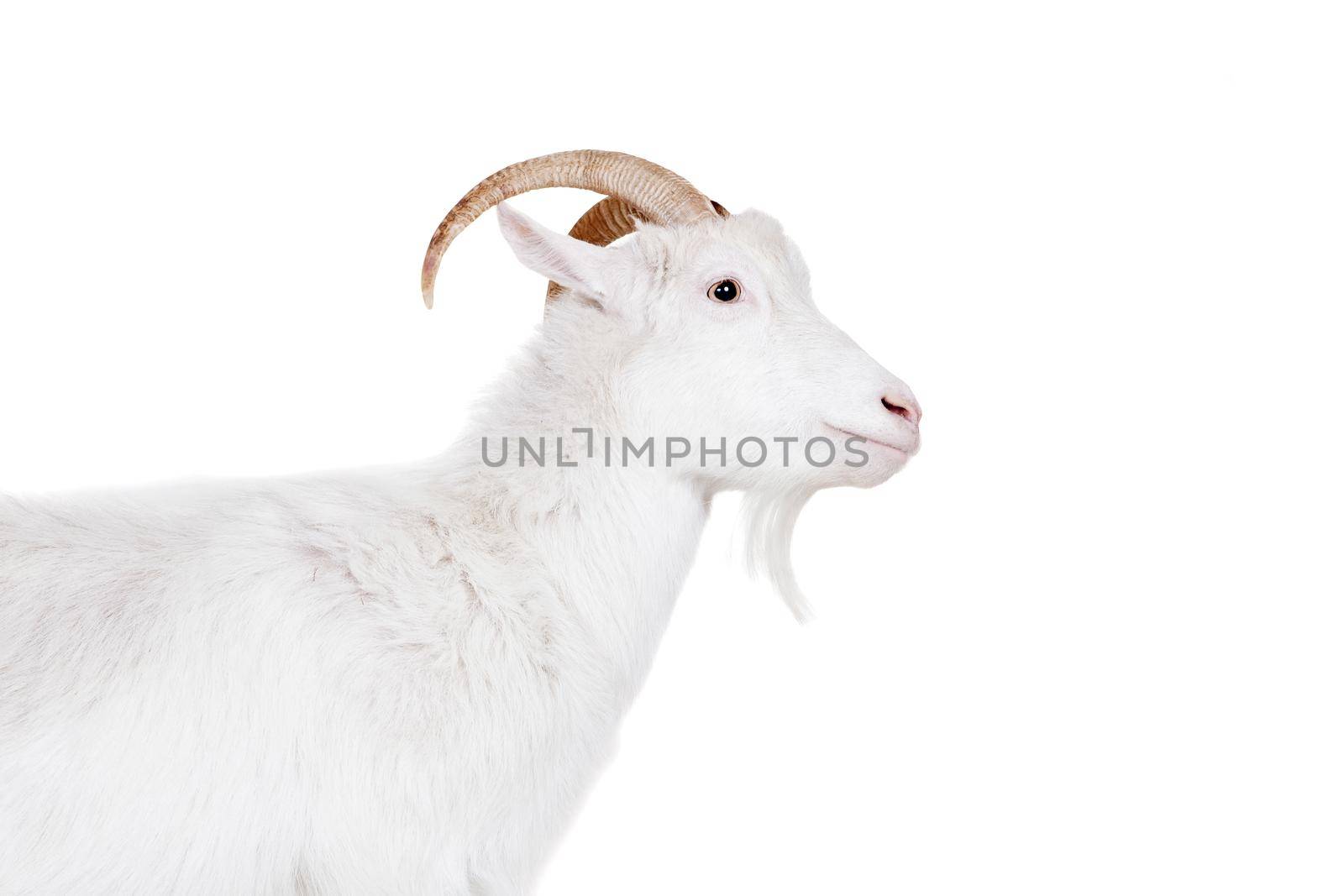 Goat standing up isolated on a white background