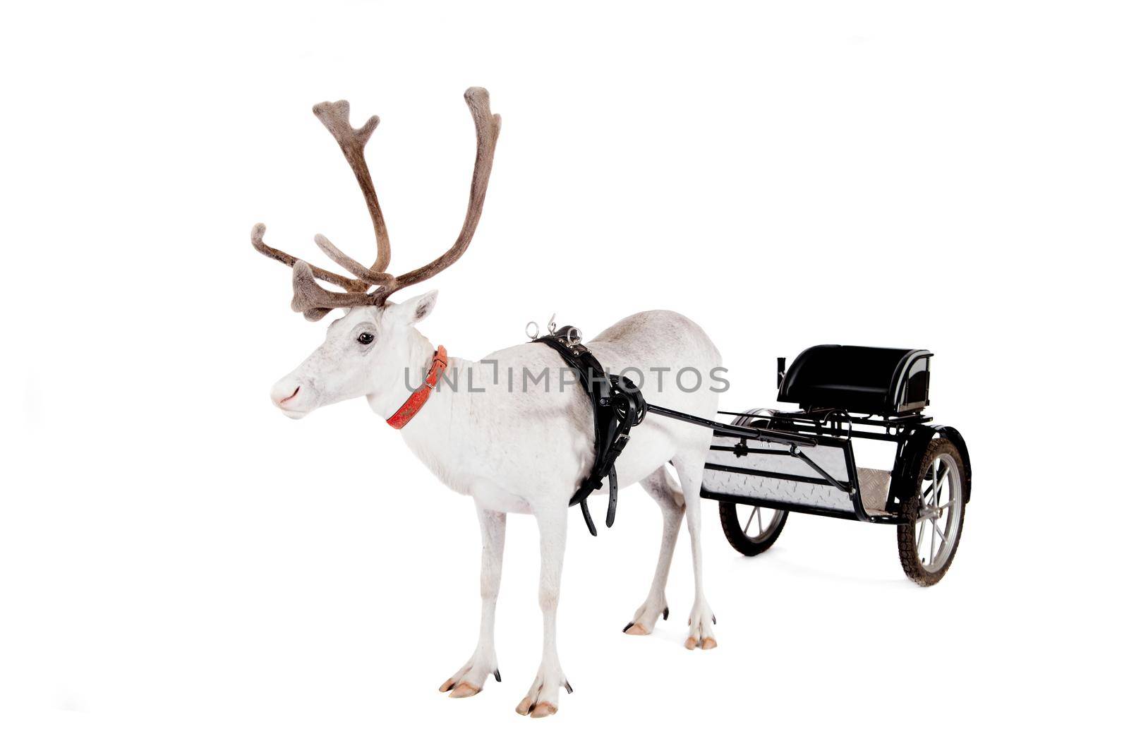 Reindeer wearing europian harness, Rangifer tarandus, on white