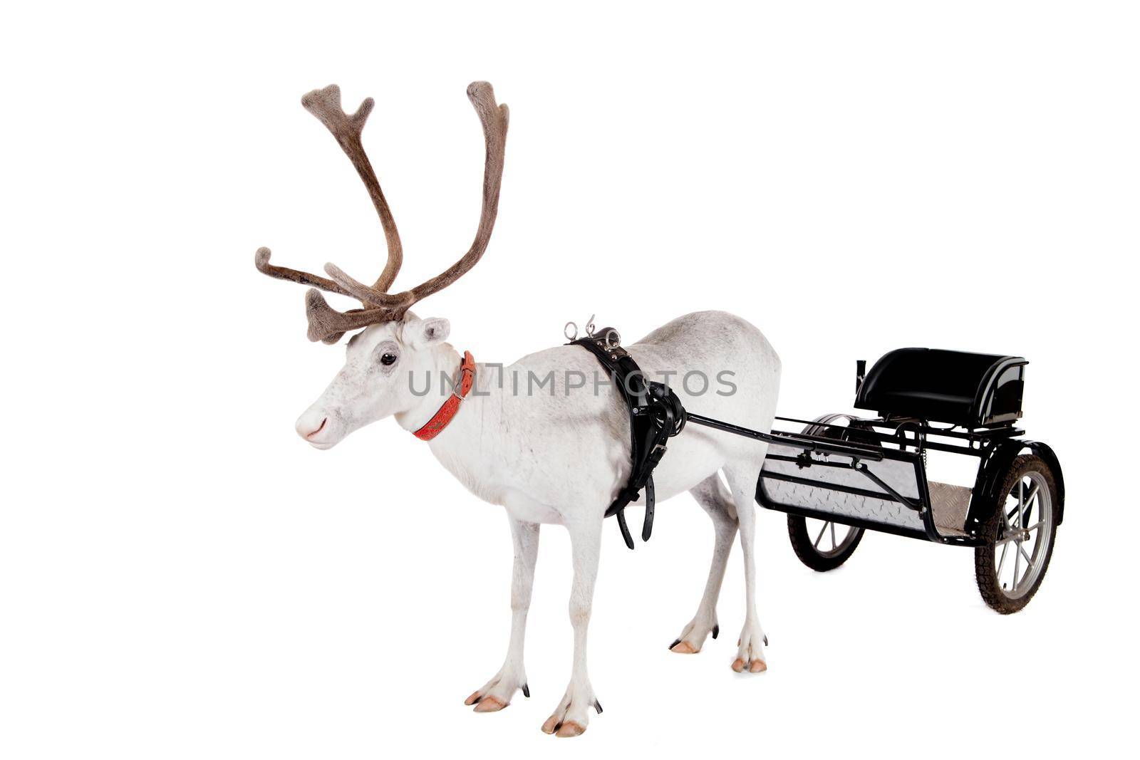 Reindeer wearing europian harness, Rangifer tarandus, on white