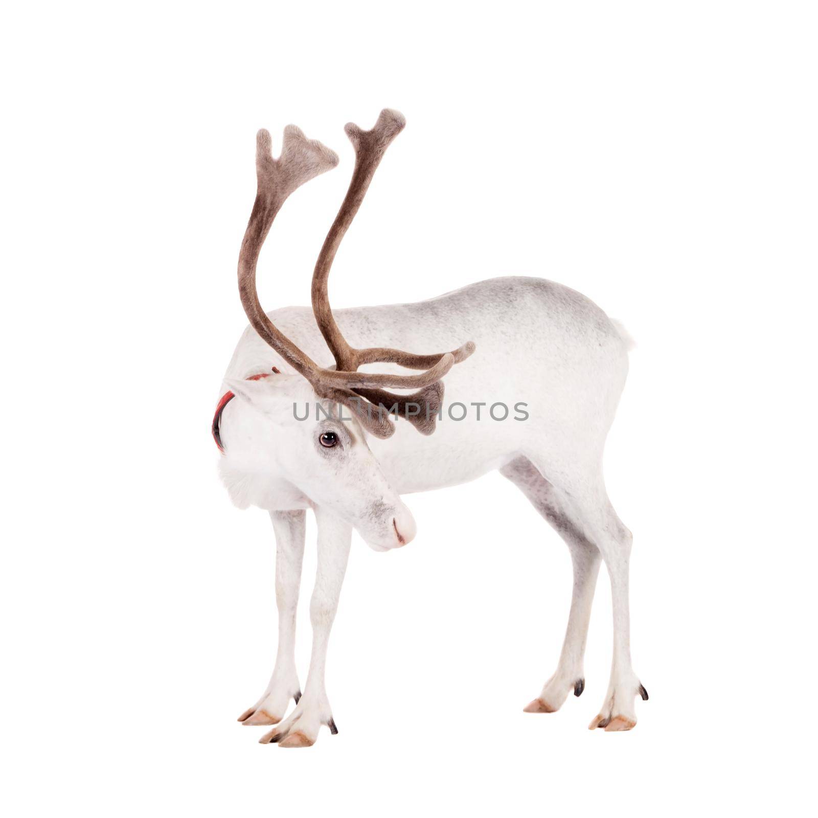 Reindeer, Rangifer tarandus, 4 years old, on the white background