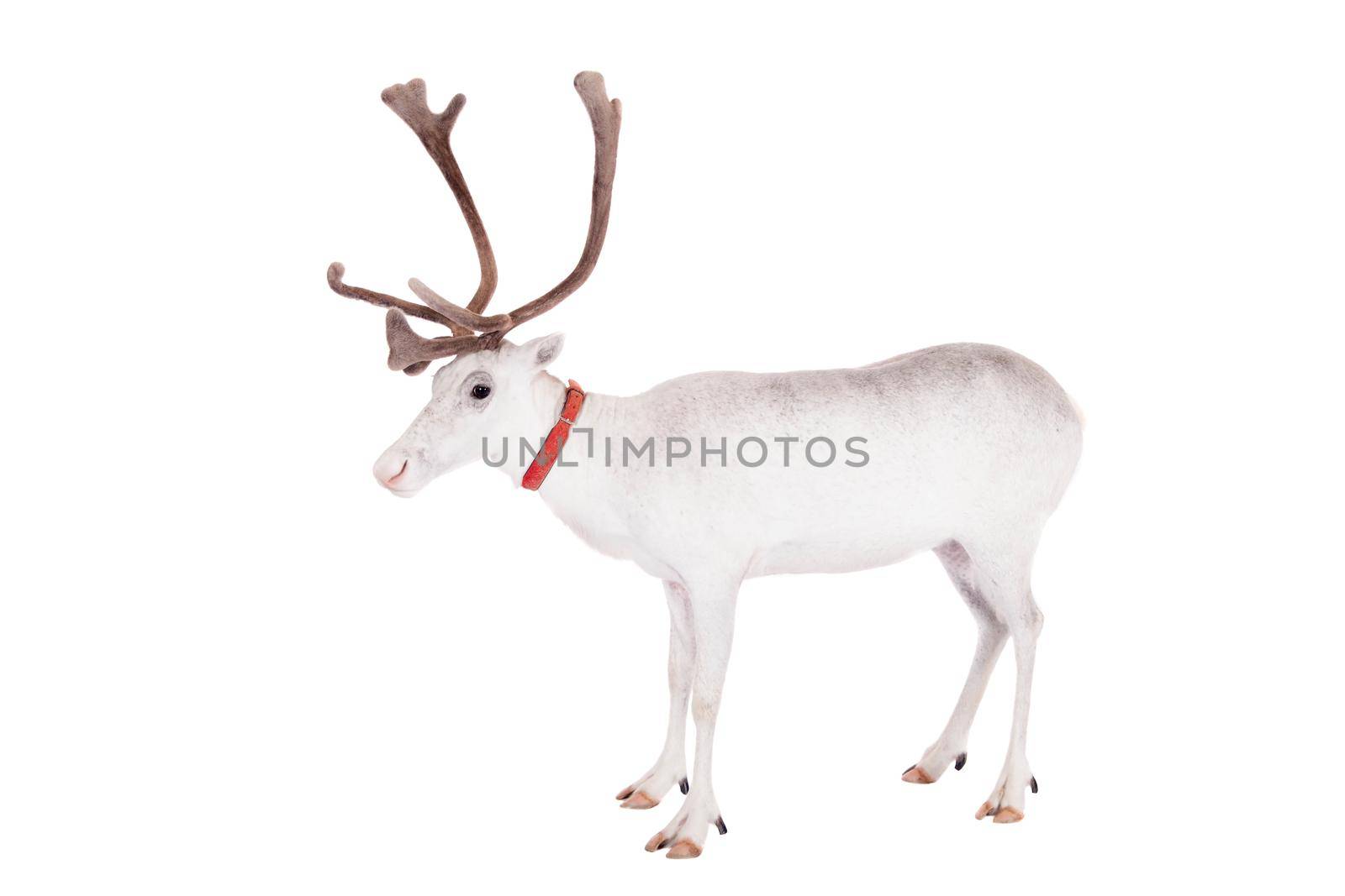 Reindeer, Rangifer tarandus, 4 years old, on the white background