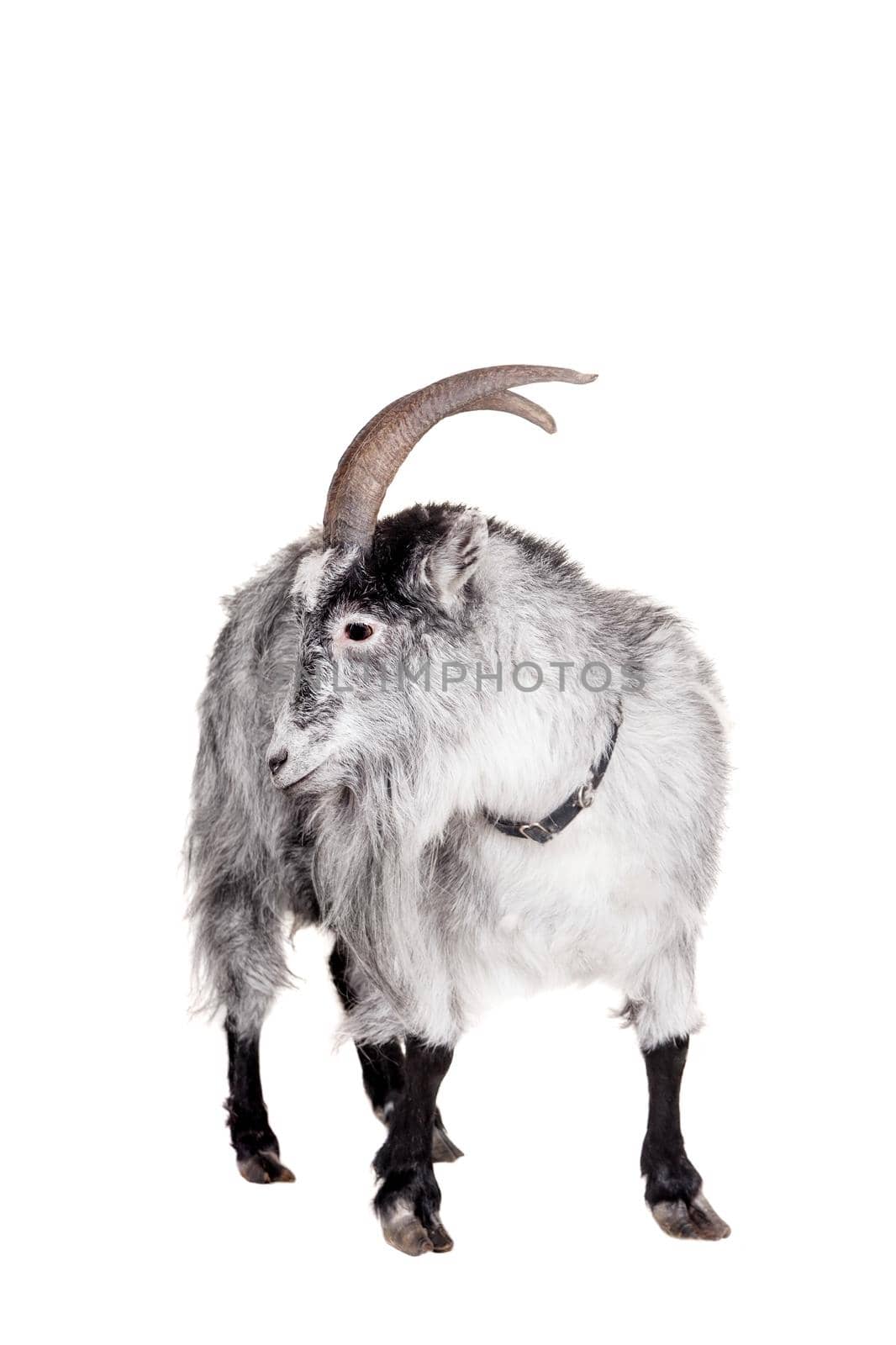 Goat Isolated On White by RosaJay