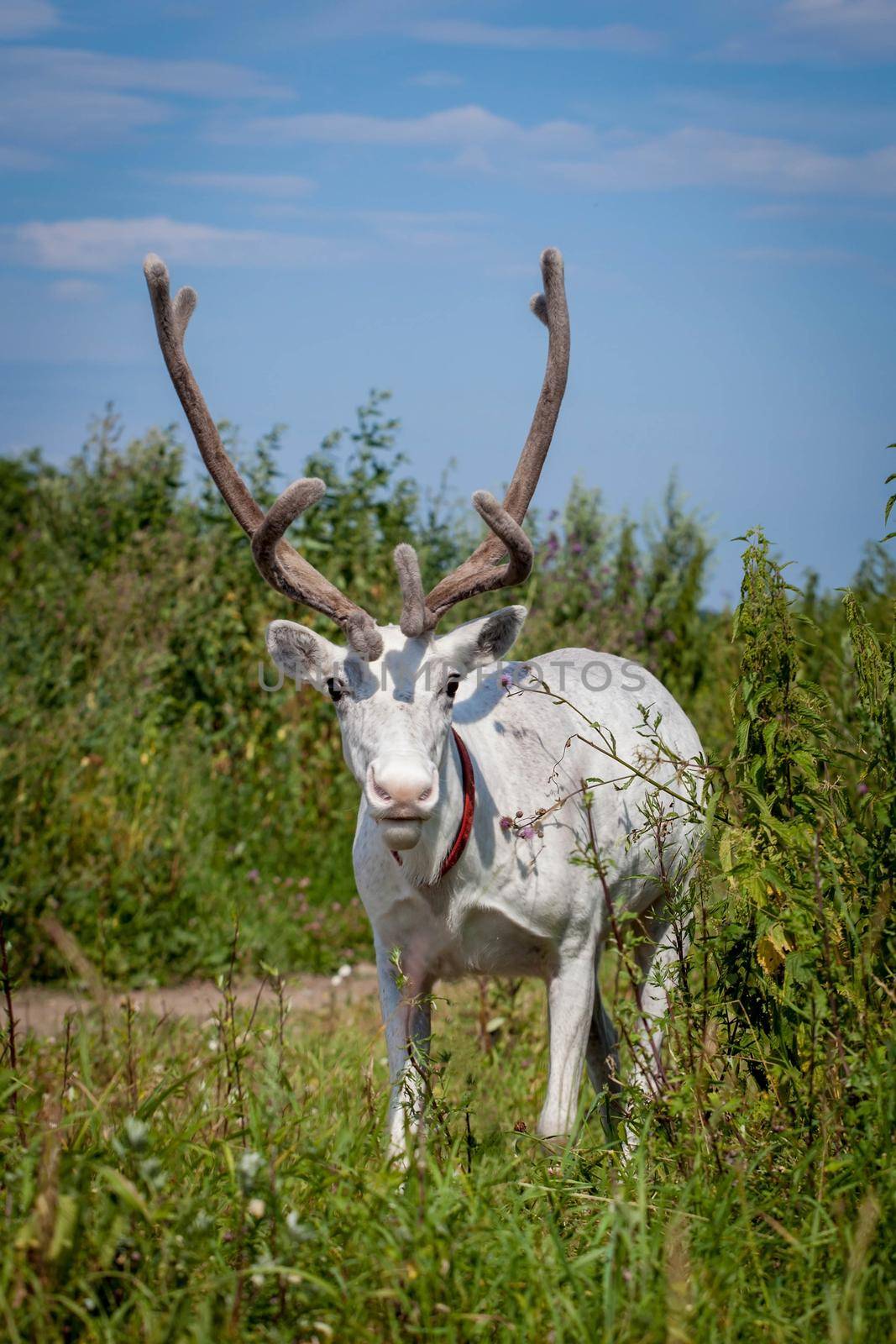 Female reindeer or caribou outdoors by RosaJay