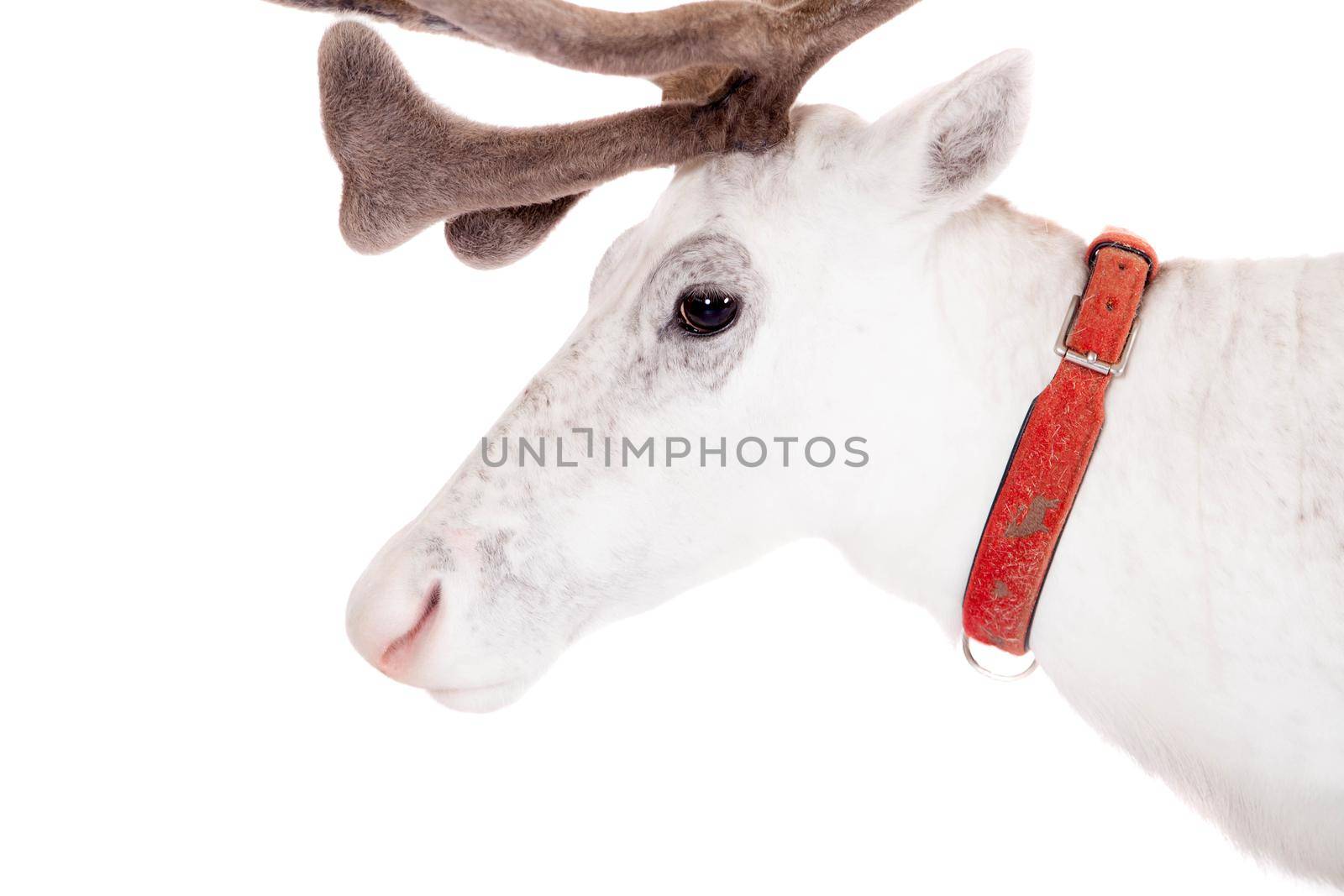 Reindeer, Rangifer tarandus, 4 years old, on the white background