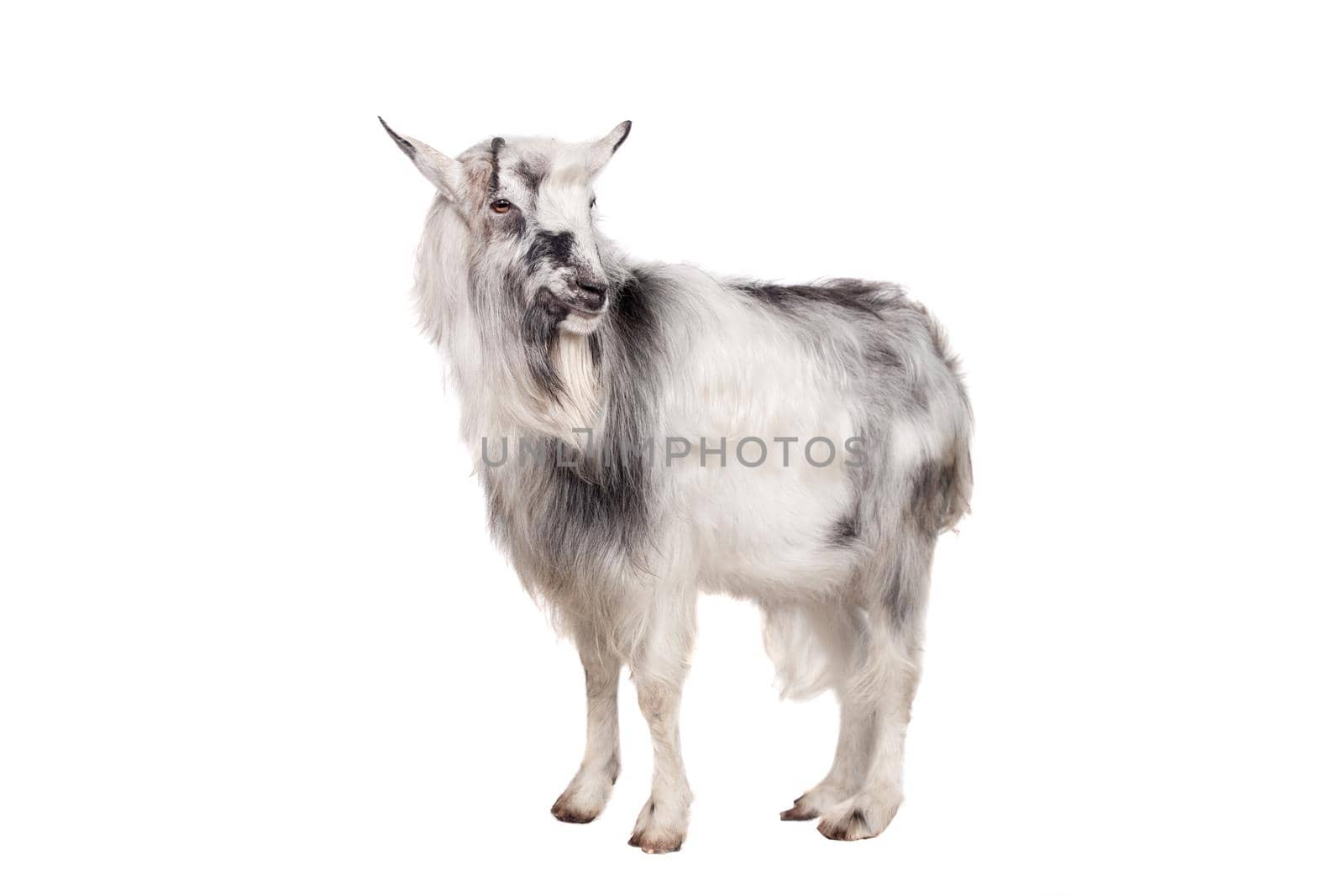 Gray goat on white by RosaJay