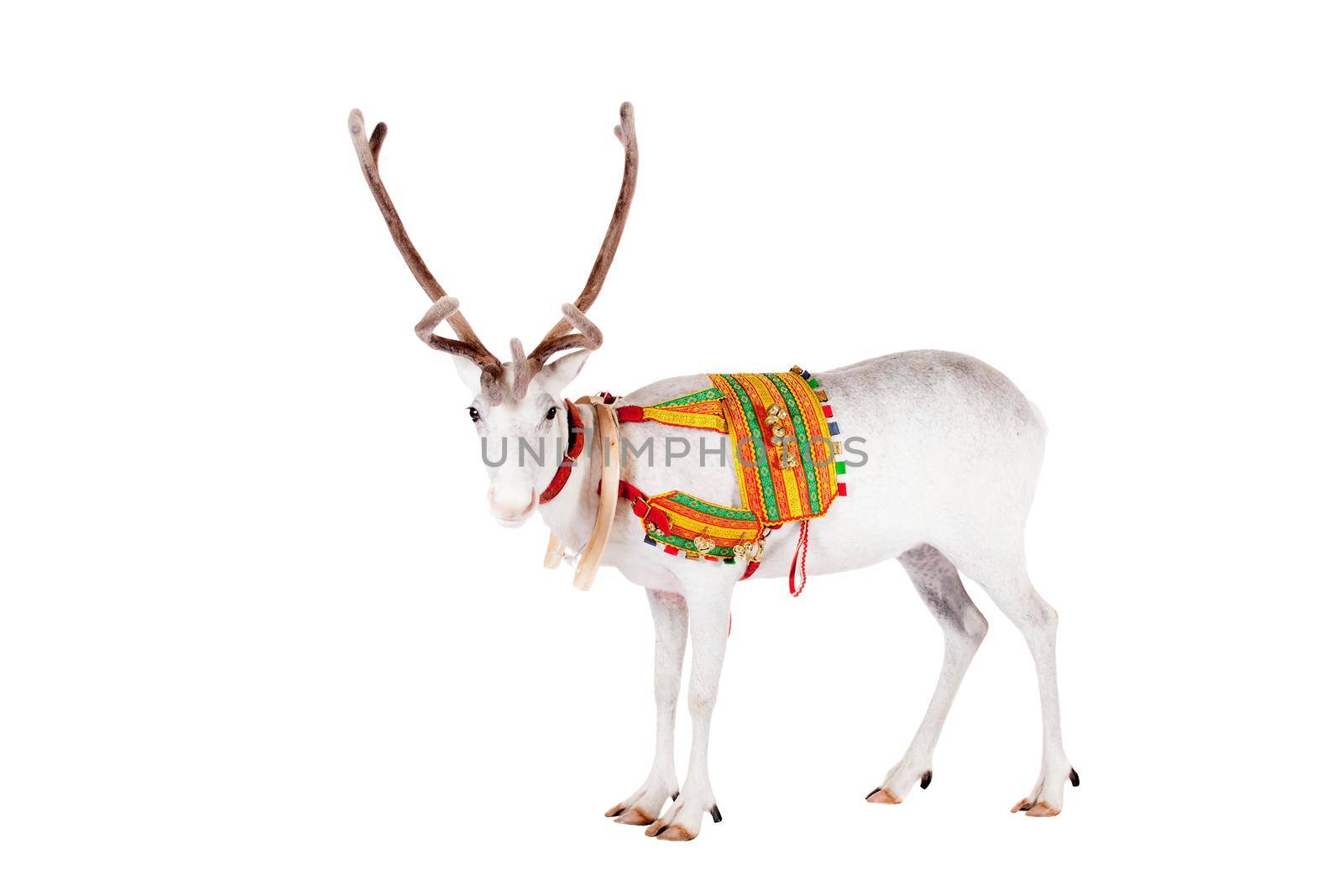 Reindeer wearing traditional harness, Rangifer tarandus, on white