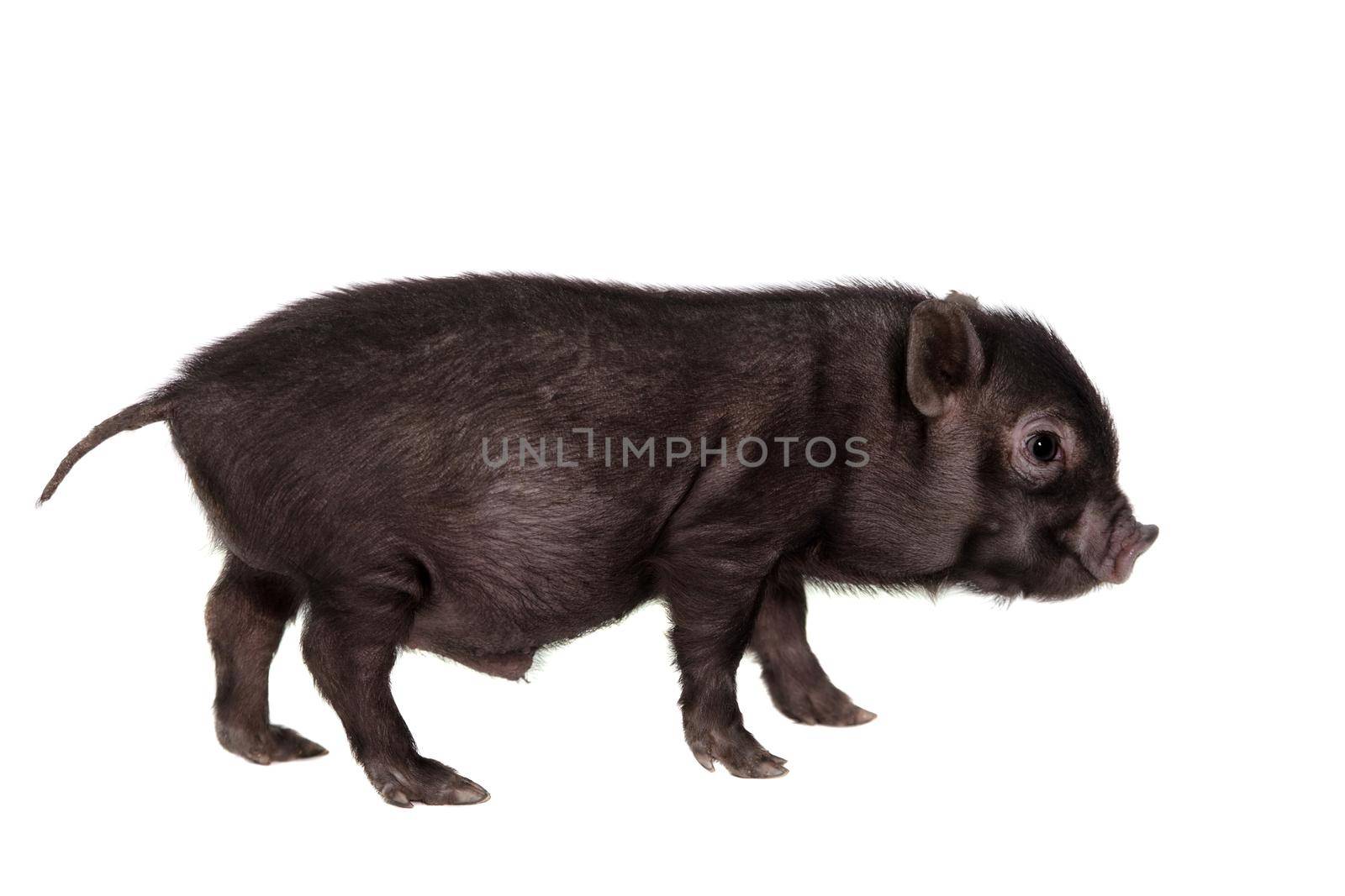 Little black piggy isolated on the white background